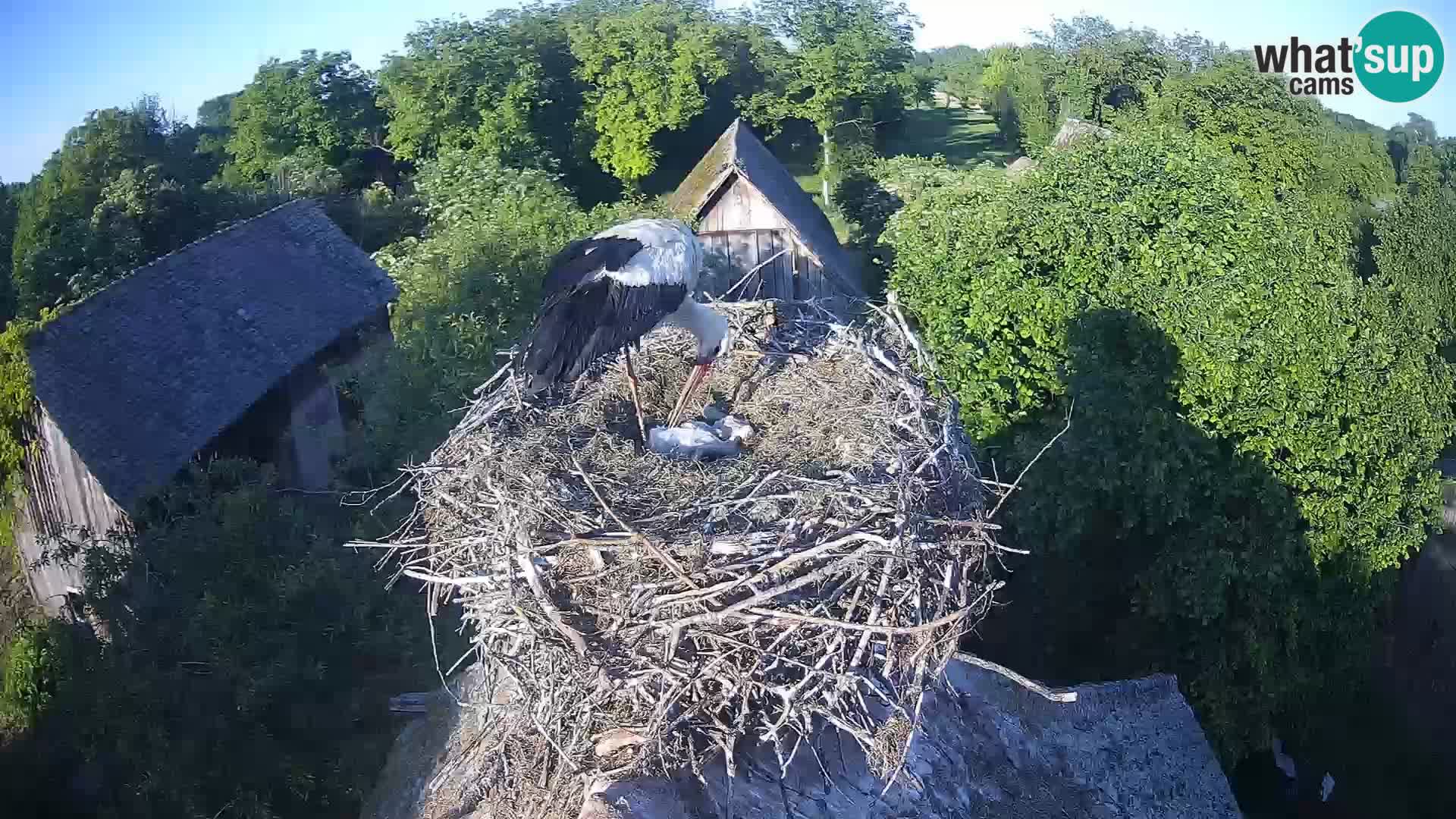 Village européen de cigognes webcam Parc naturel de Lonjsko polje