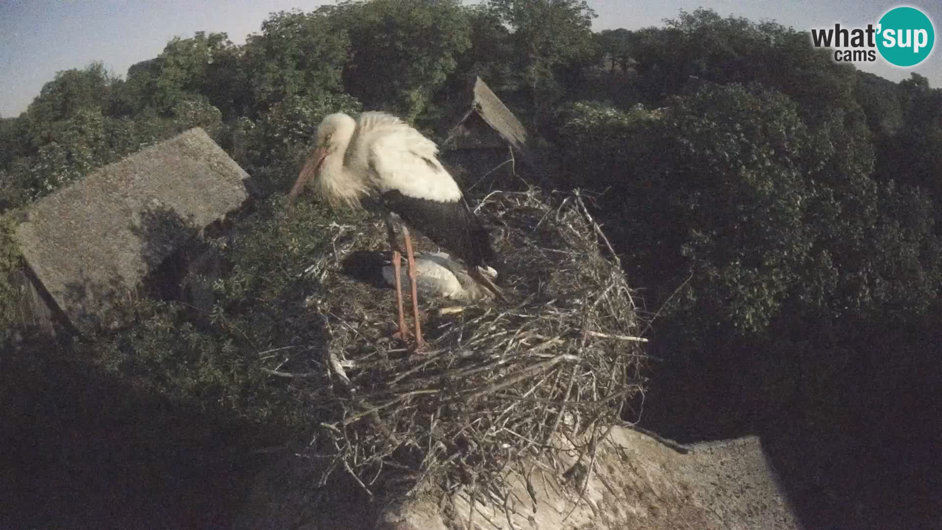 Pueblo europeo de cigüeñas camera en vivo Parque Natural Lonjsko polje
