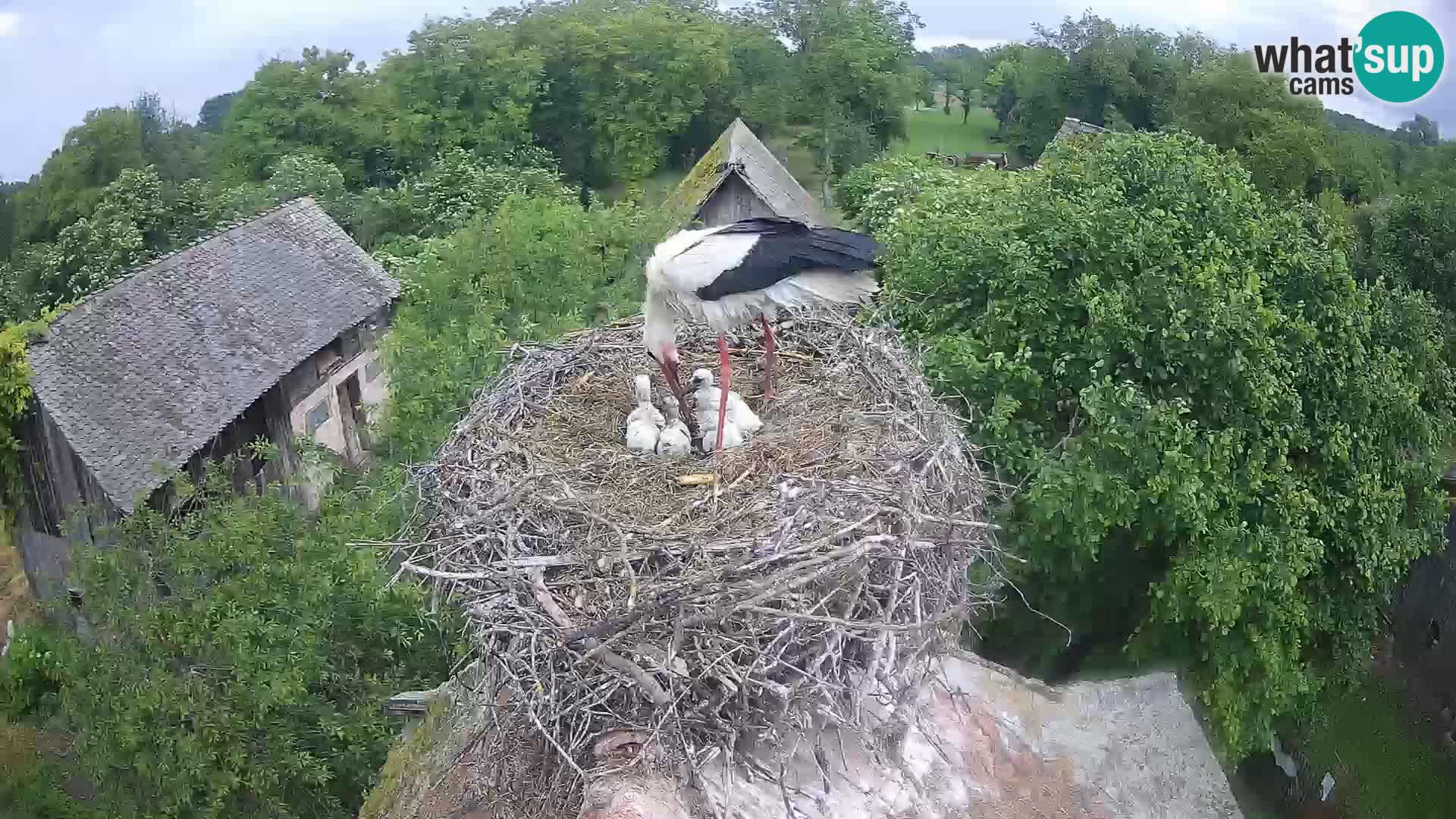 Pueblo europeo de cigüeñas camera en vivo Parque Natural Lonjsko polje