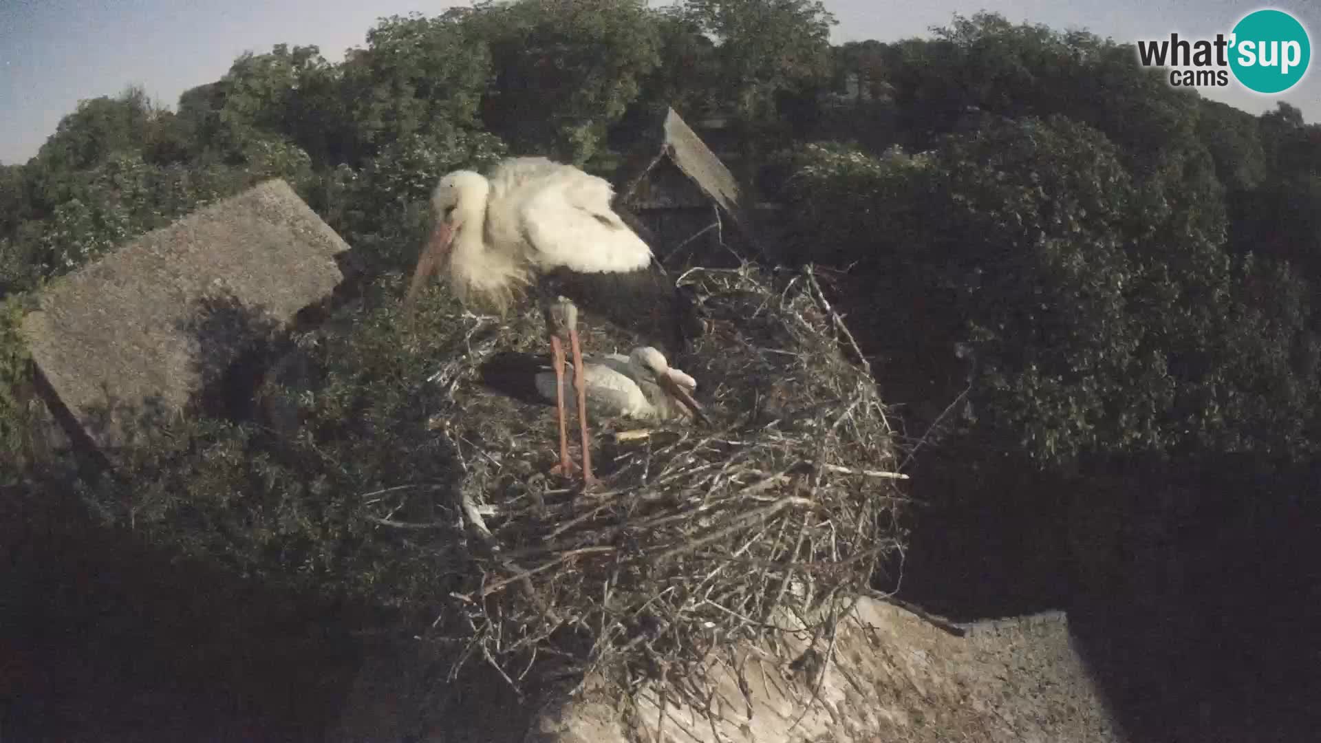 Webcam Europäisches Storchendorf – Naturpark Lonjsko polje