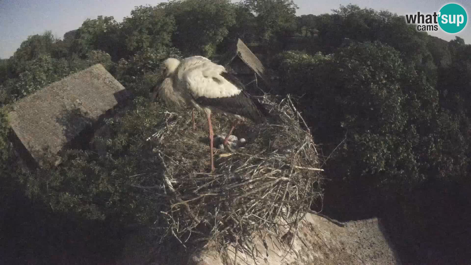Villaggio delle cicogne europee webcam Parco naturale di Lonjsko polje