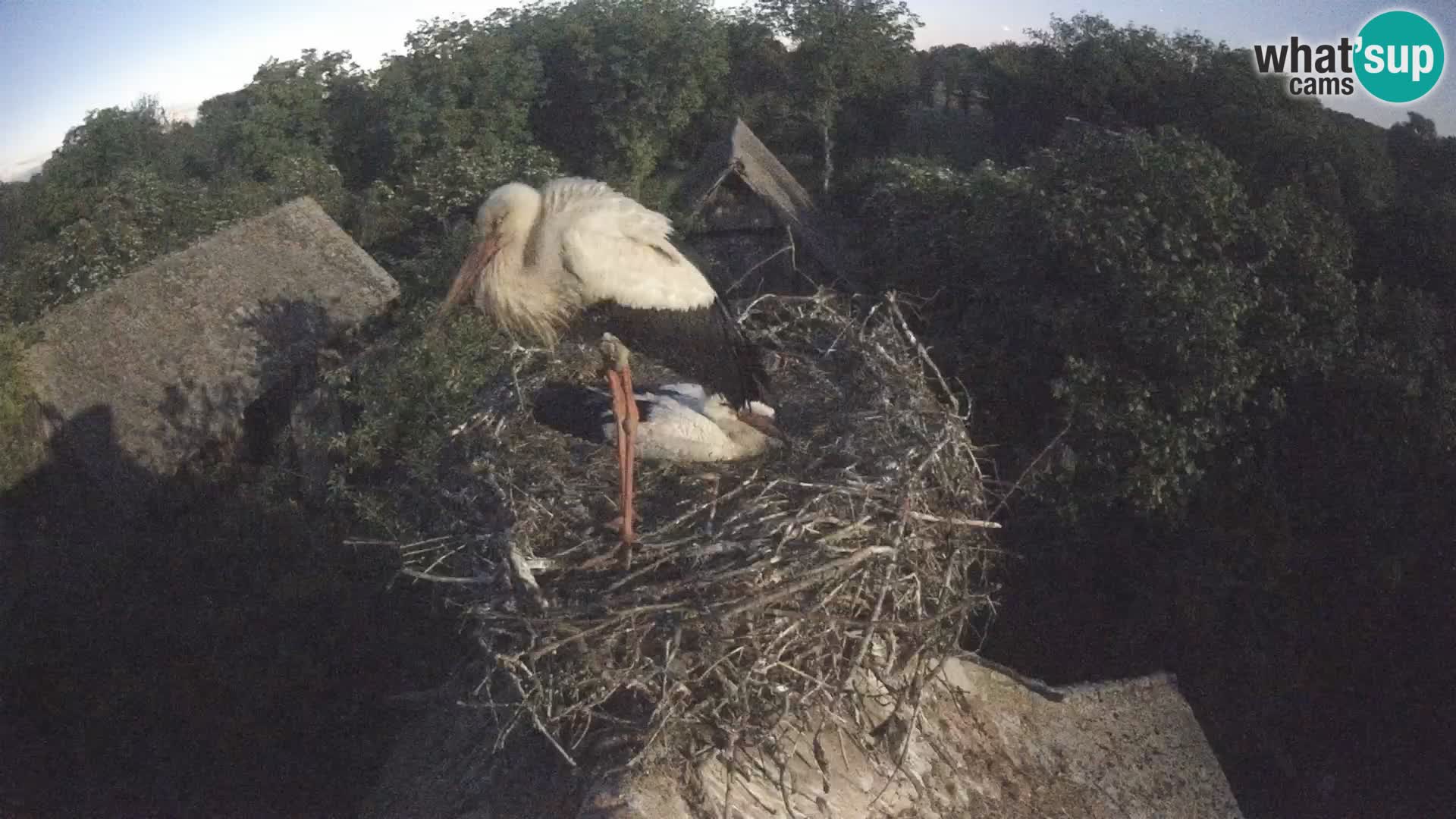 Pueblo europeo de cigüeñas camera en vivo Parque Natural Lonjsko polje