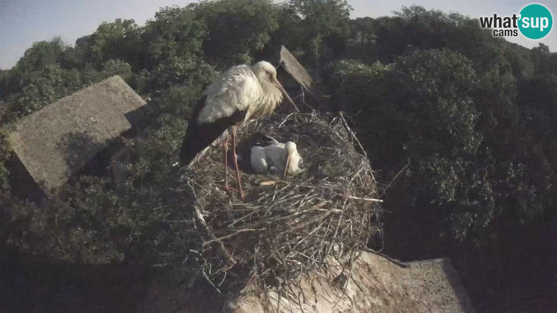 Webcam Europäisches Storchendorf – Naturpark Lonjsko polje