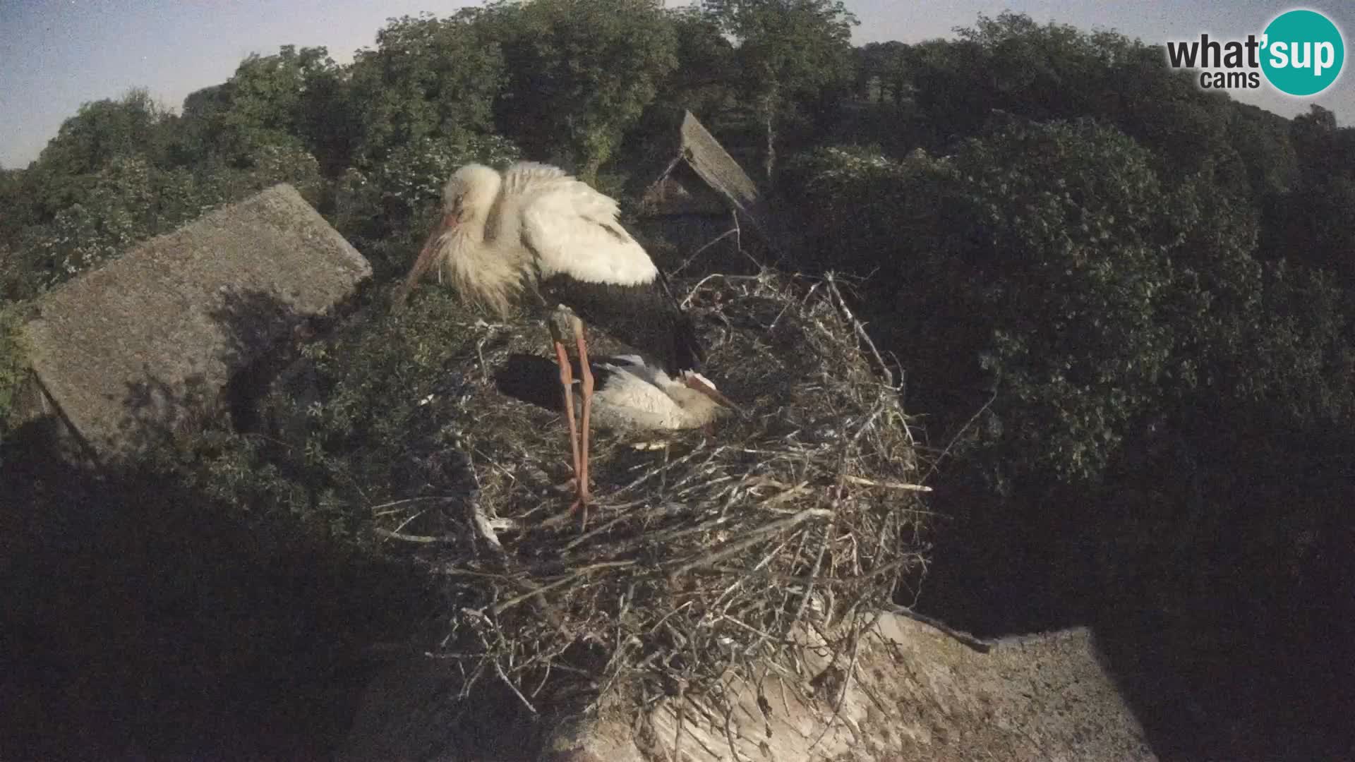 Webcam Europäisches Storchendorf – Naturpark Lonjsko polje