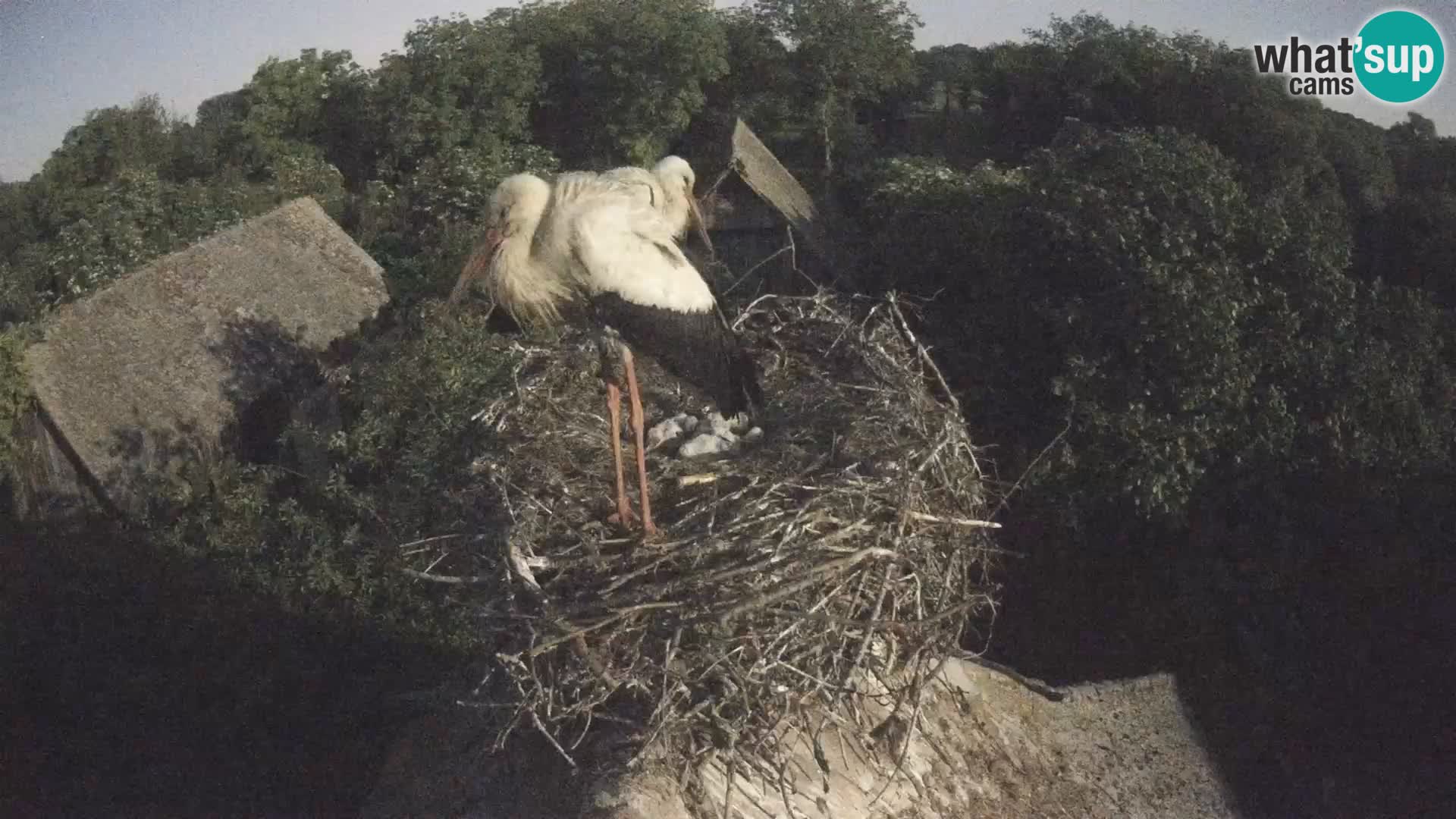 U živo Europsko selo roda – Park prirode Lonjsko polje