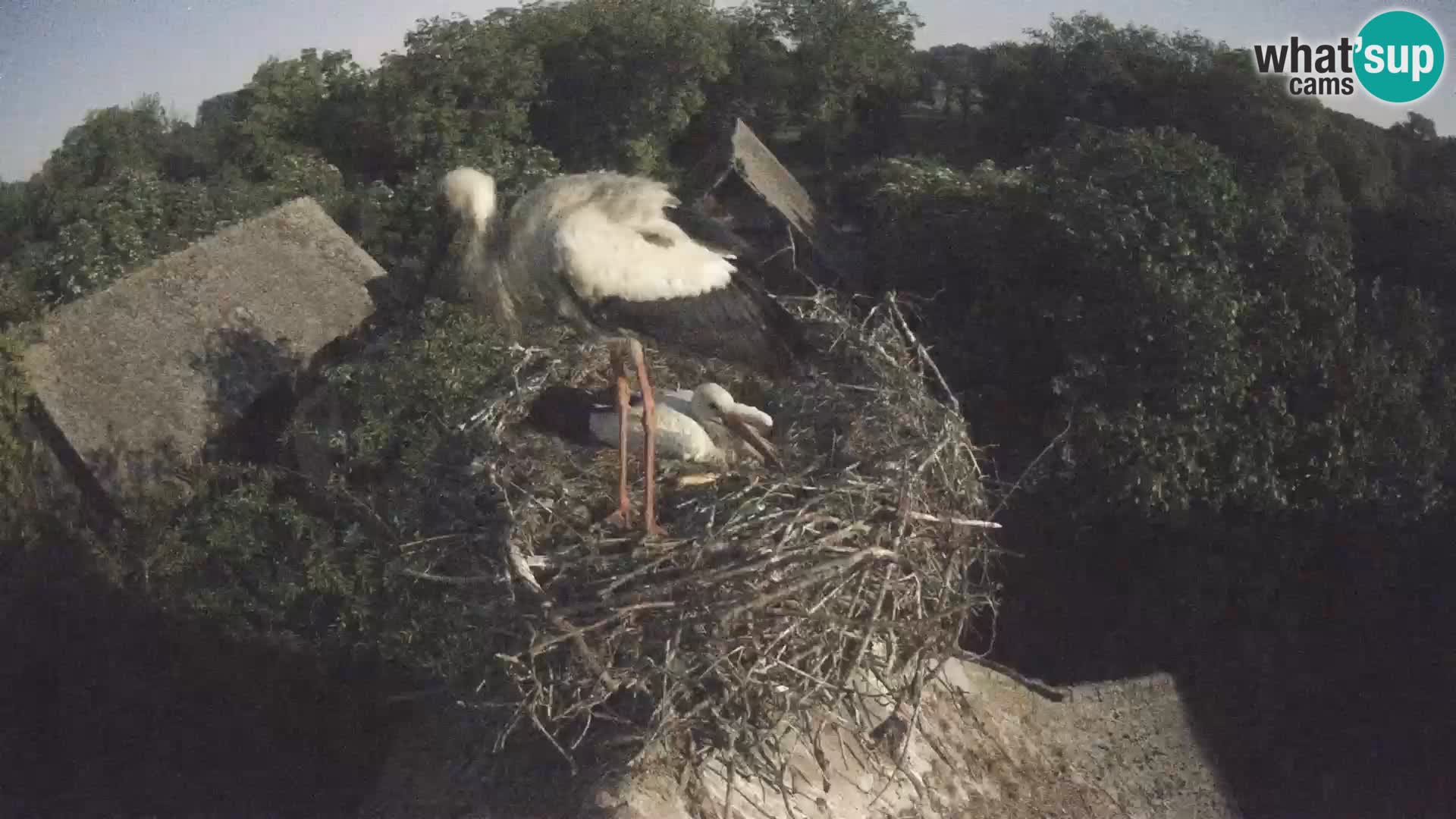 Villaggio delle cicogne europee webcam Parco naturale di Lonjsko polje