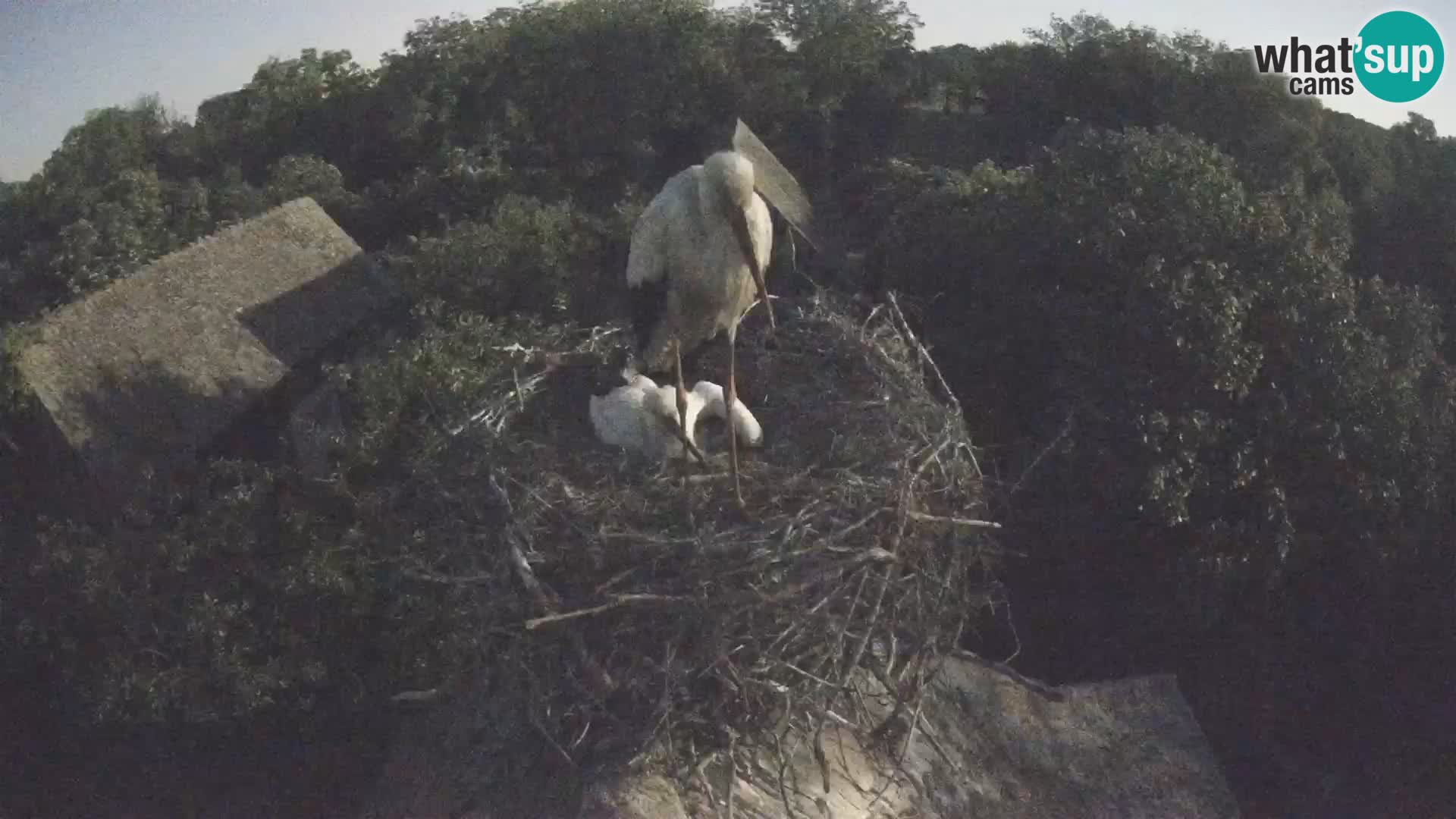 Webcam Europäisches Storchendorf – Naturpark Lonjsko polje