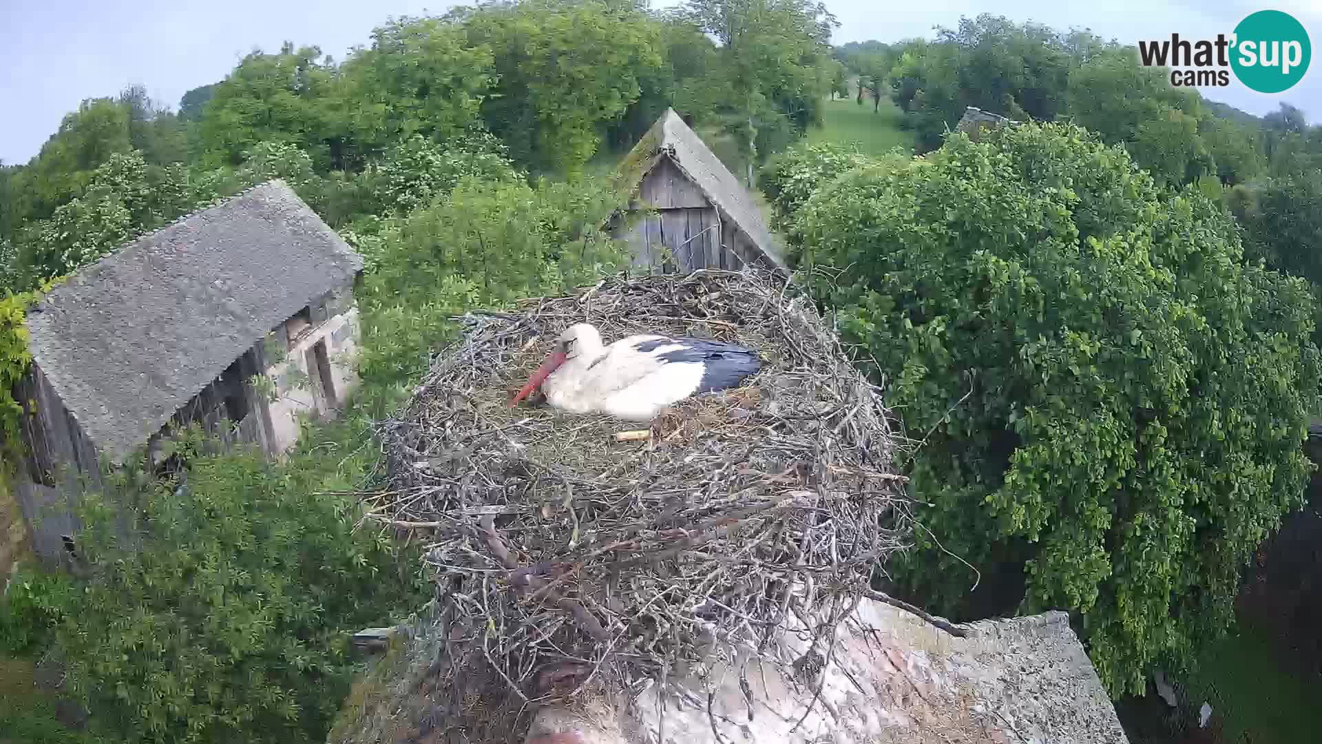 Webcam Europäisches Storchendorf – Naturpark Lonjsko polje