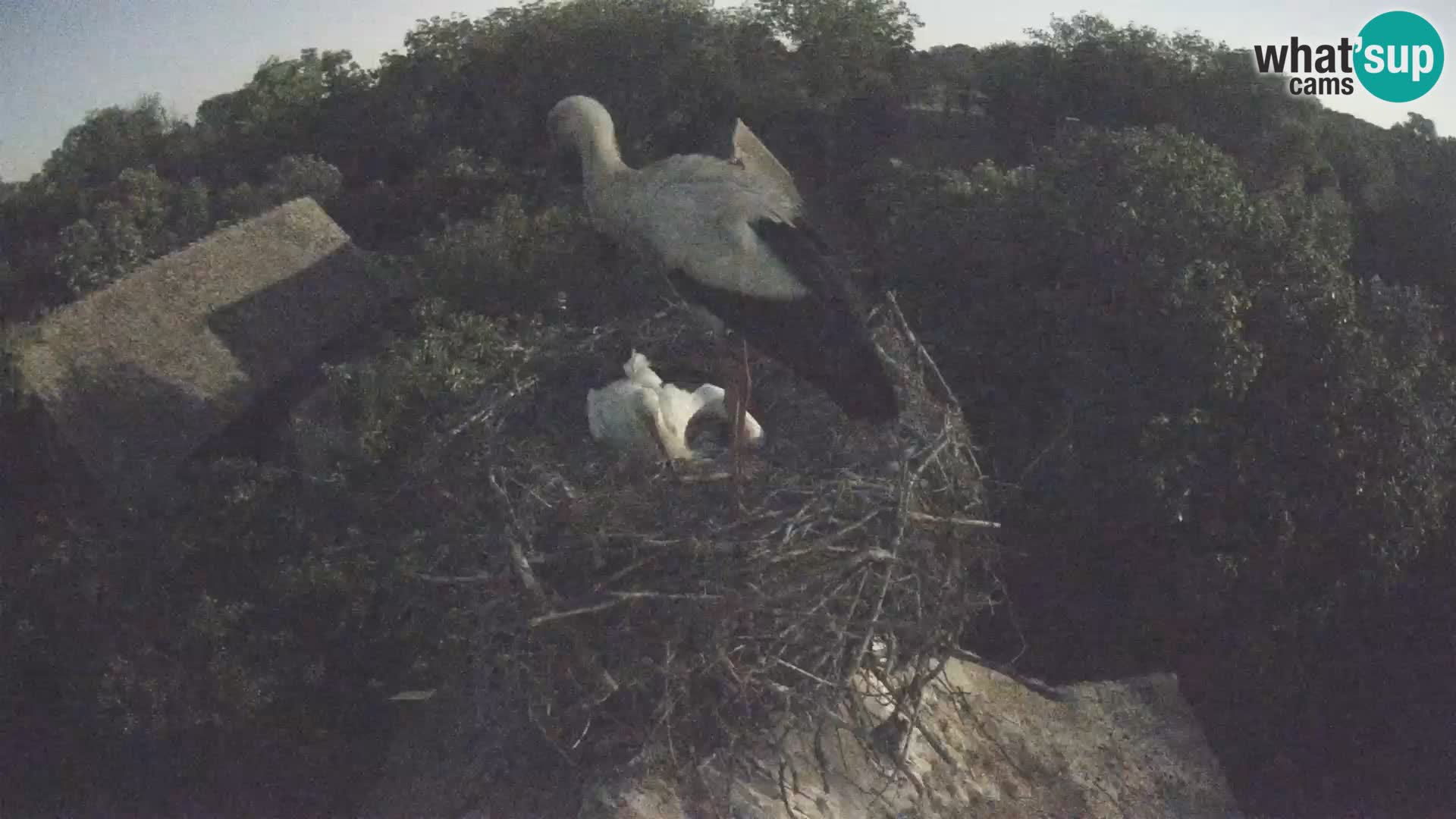 Pueblo europeo de cigüeñas camera en vivo Parque Natural Lonjsko polje