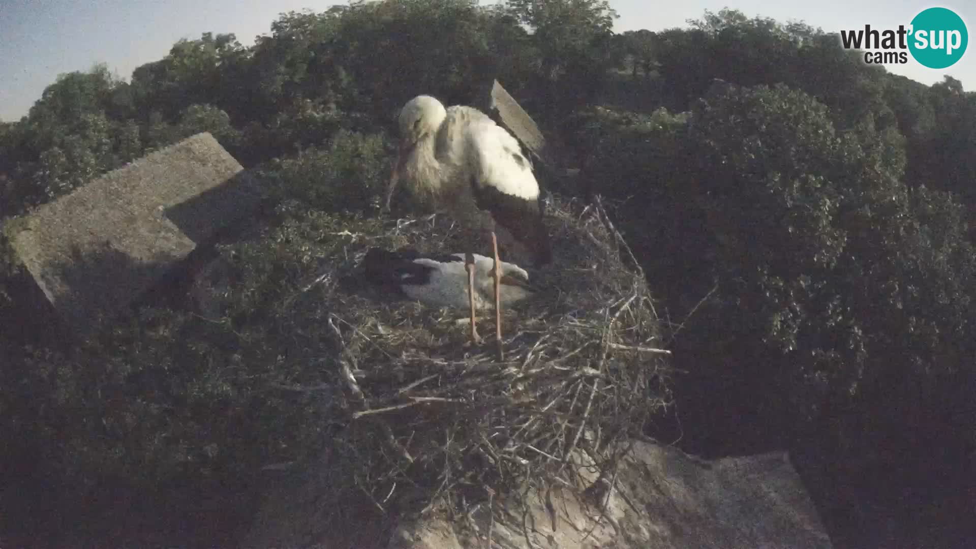 U živo Europsko selo roda – Park prirode Lonjsko polje