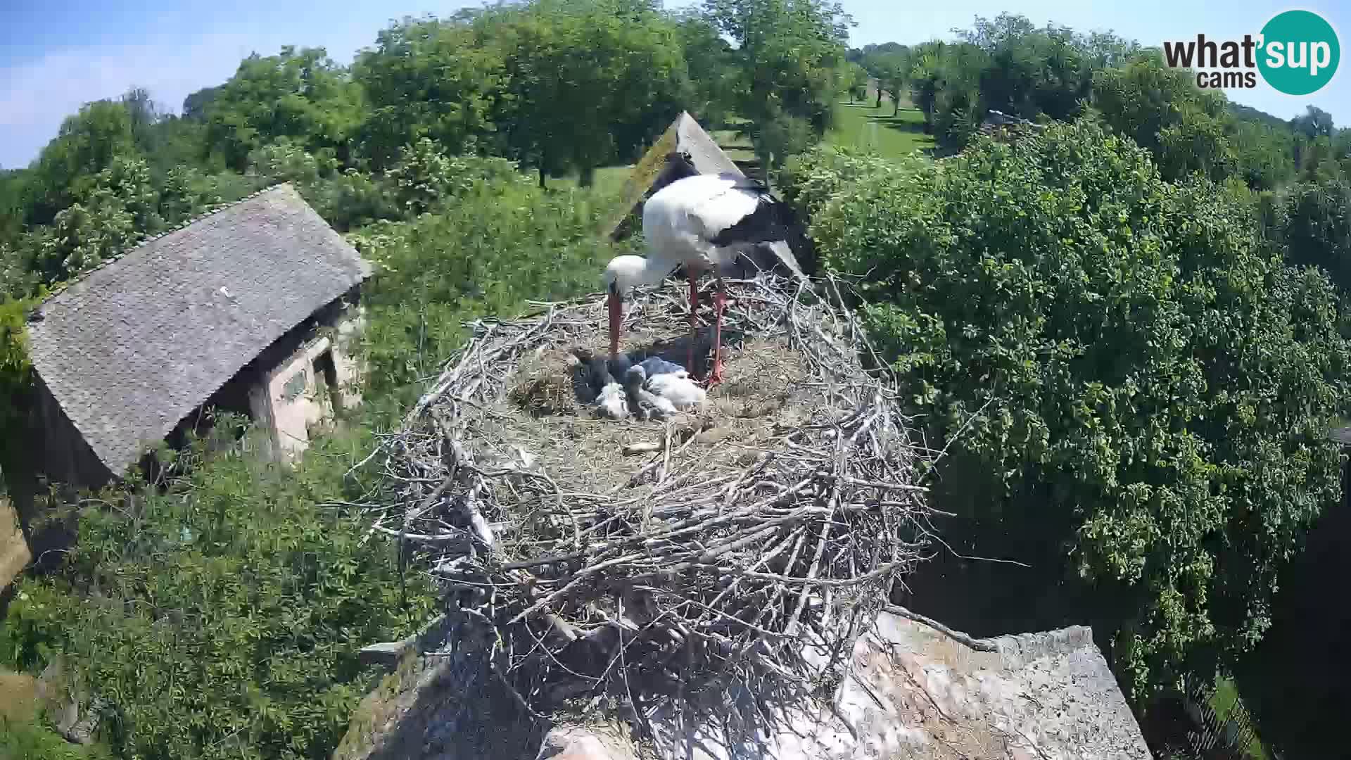 Webcam Europäisches Storchendorf – Naturpark Lonjsko polje