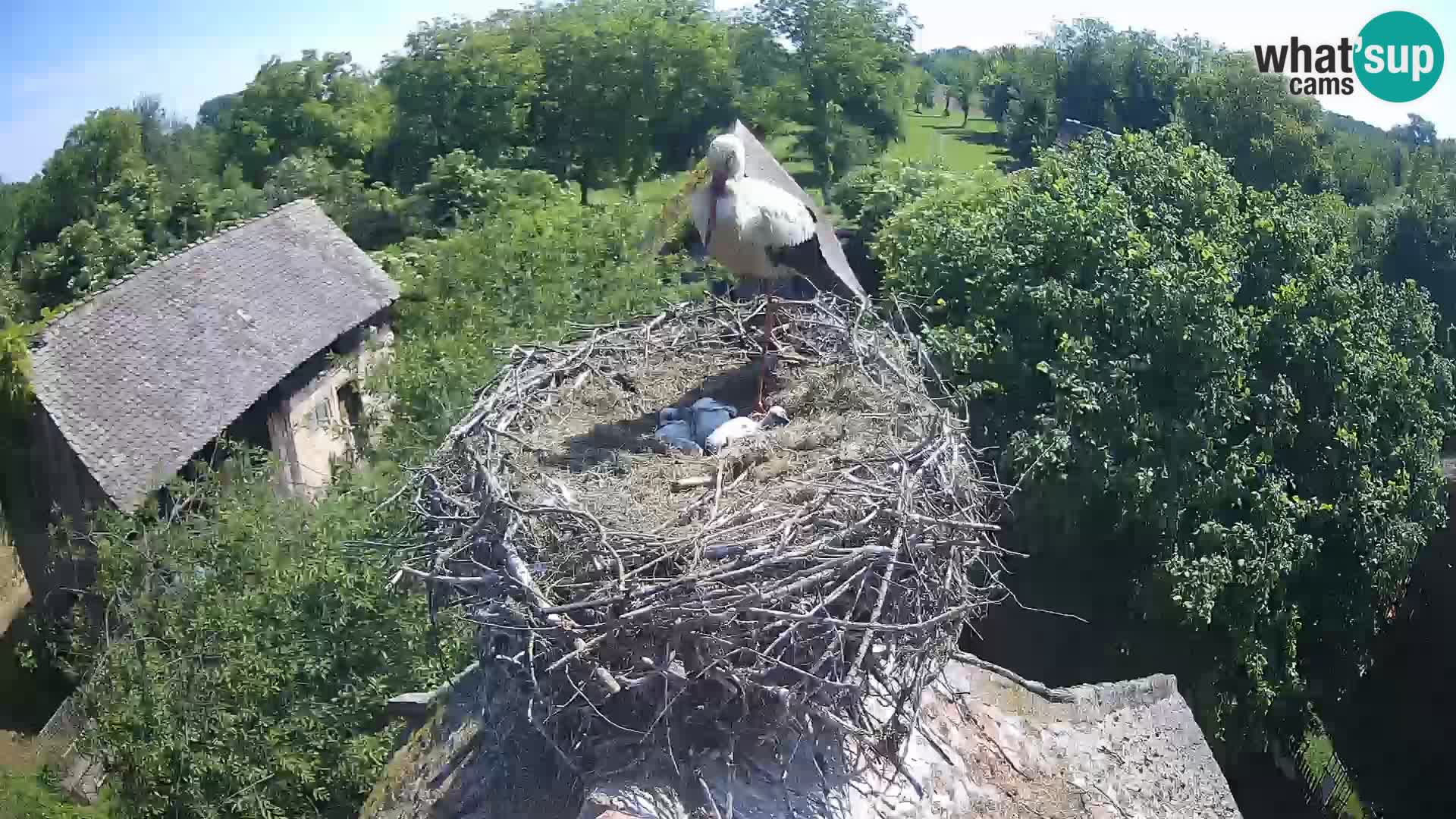 Villaggio delle cicogne europee webcam Parco naturale di Lonjsko polje