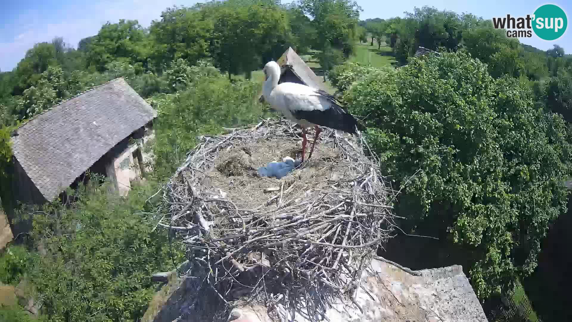Pueblo europeo de cigüeñas camera en vivo Parque Natural Lonjsko polje