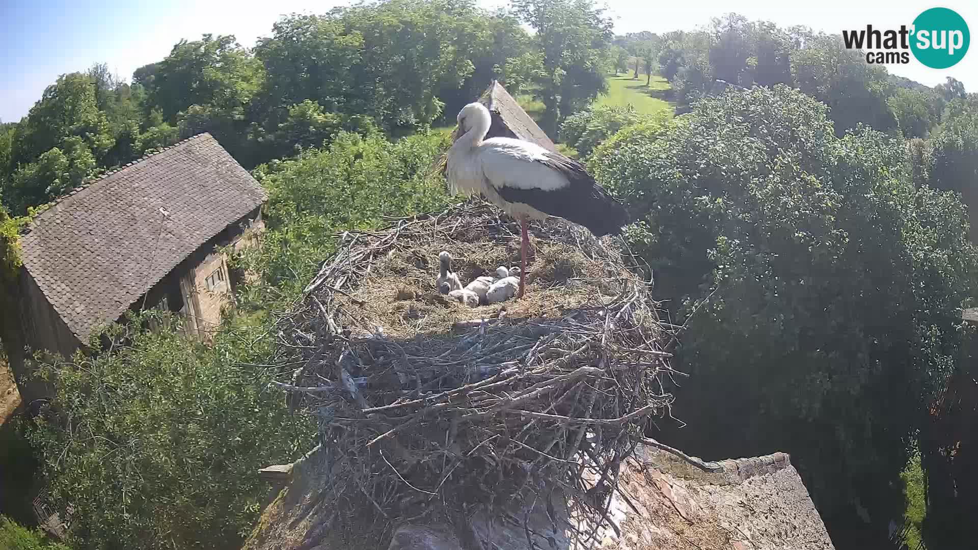 Villaggio delle cicogne europee webcam Parco naturale di Lonjsko polje