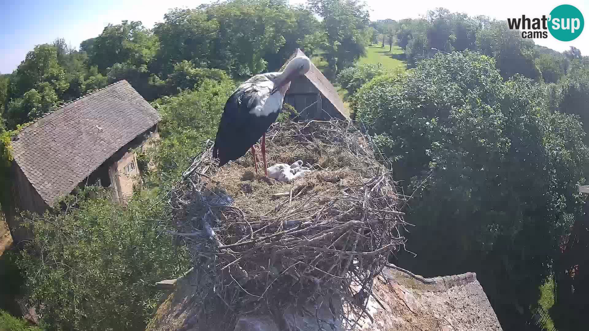 Live webcam European stork village – Lonjsko polje Nature Park