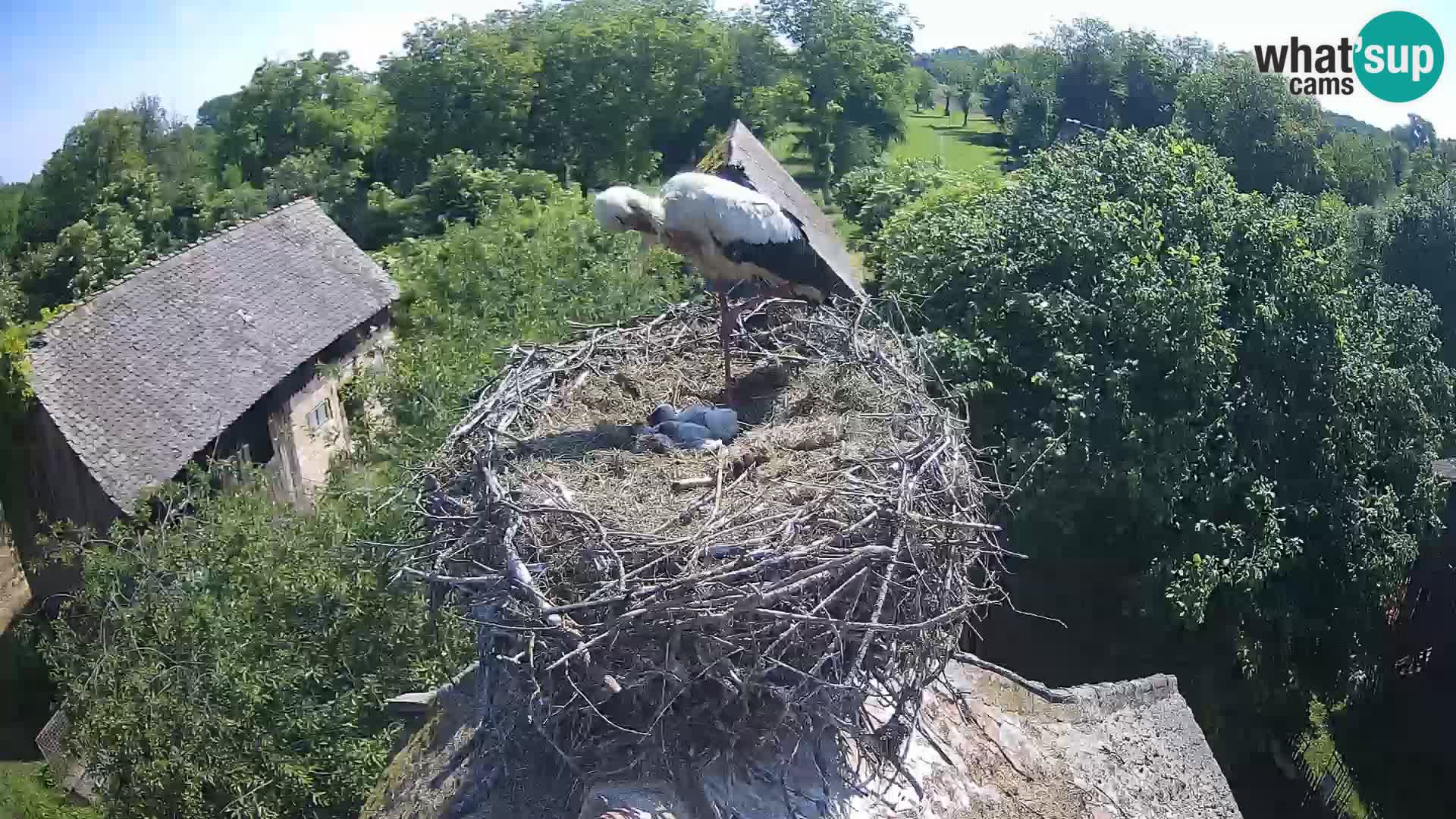 Webcam Europäisches Storchendorf – Naturpark Lonjsko polje