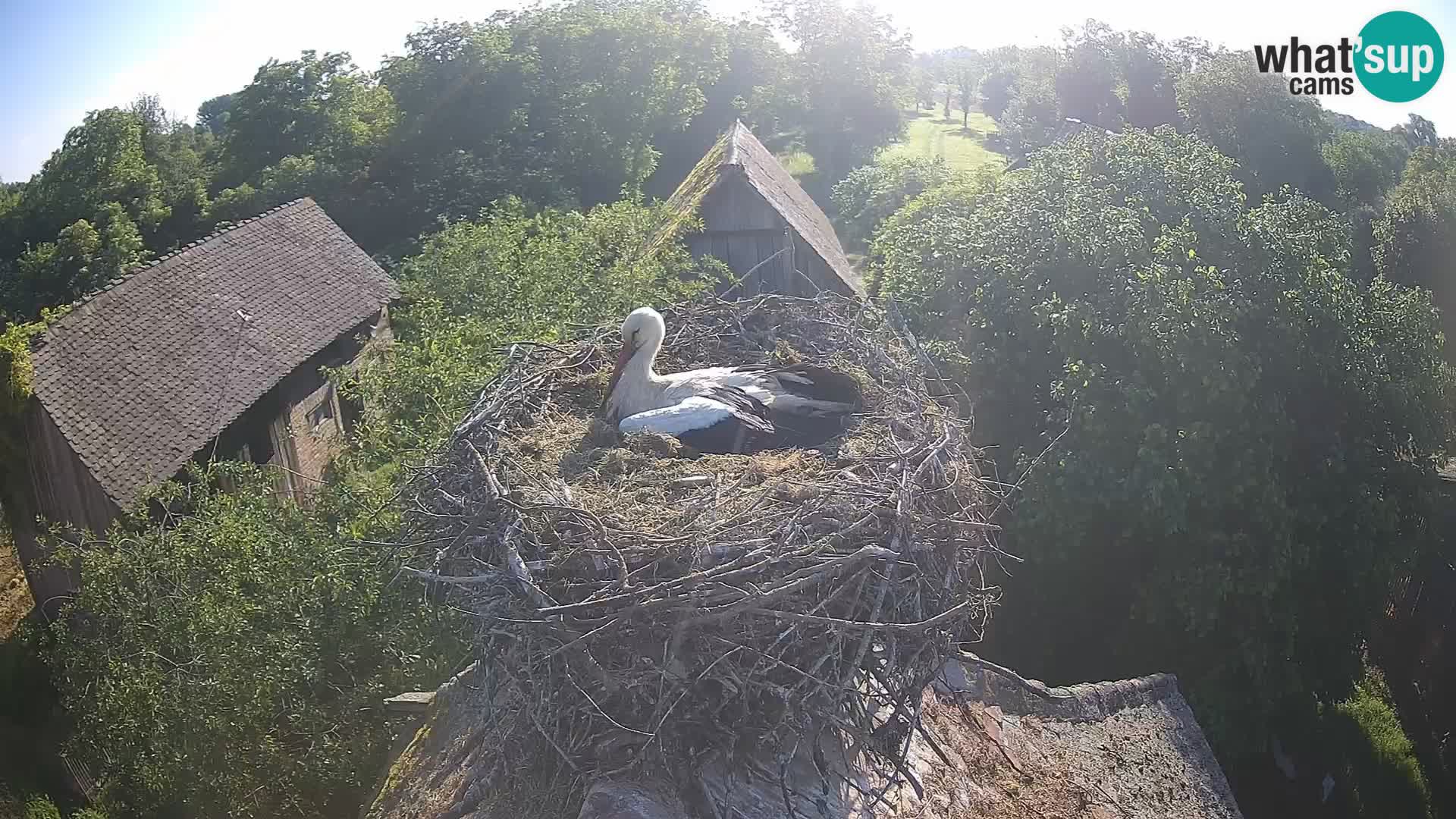 Live webcam European stork village – Lonjsko polje Nature Park