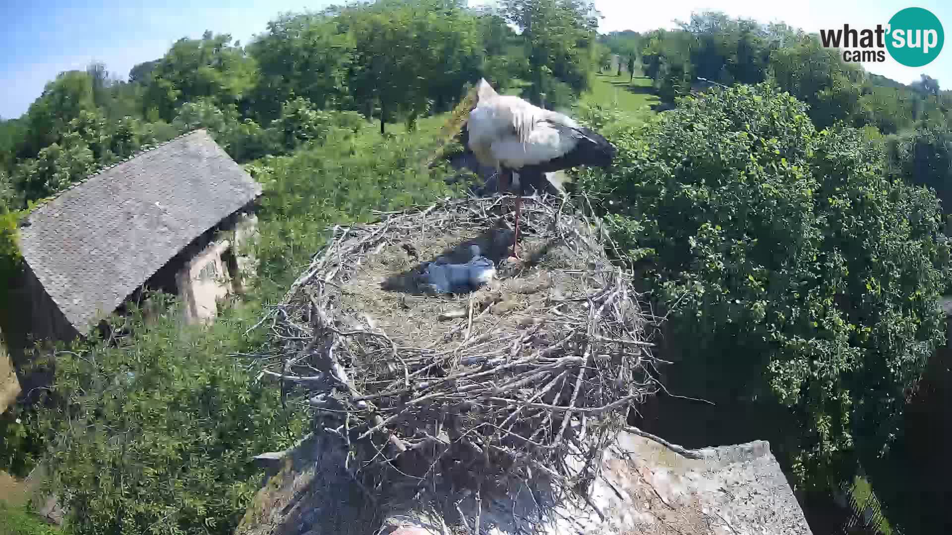 Webcam Europäisches Storchendorf – Naturpark Lonjsko polje