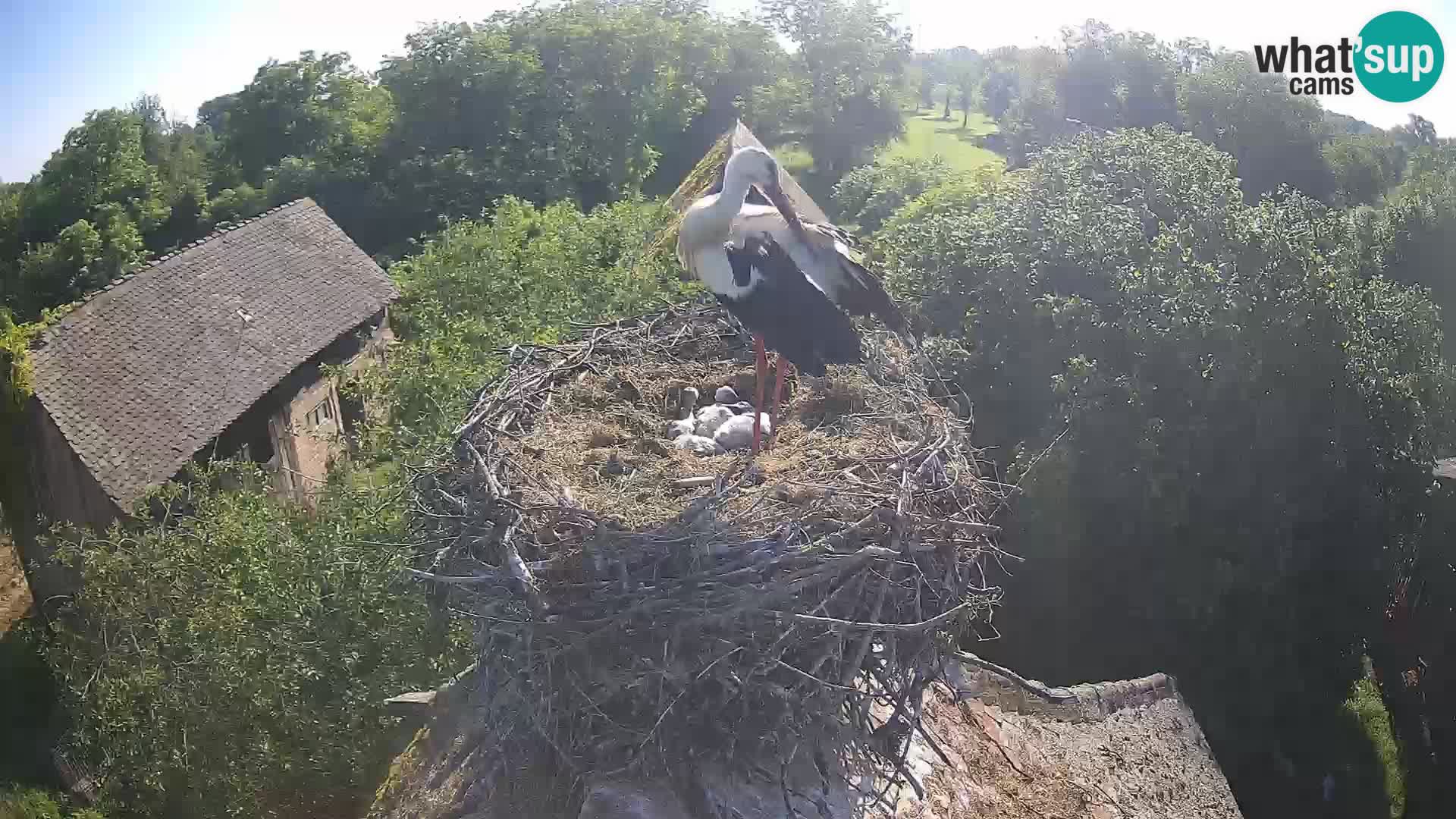 Live webcam European stork village – Lonjsko polje Nature Park