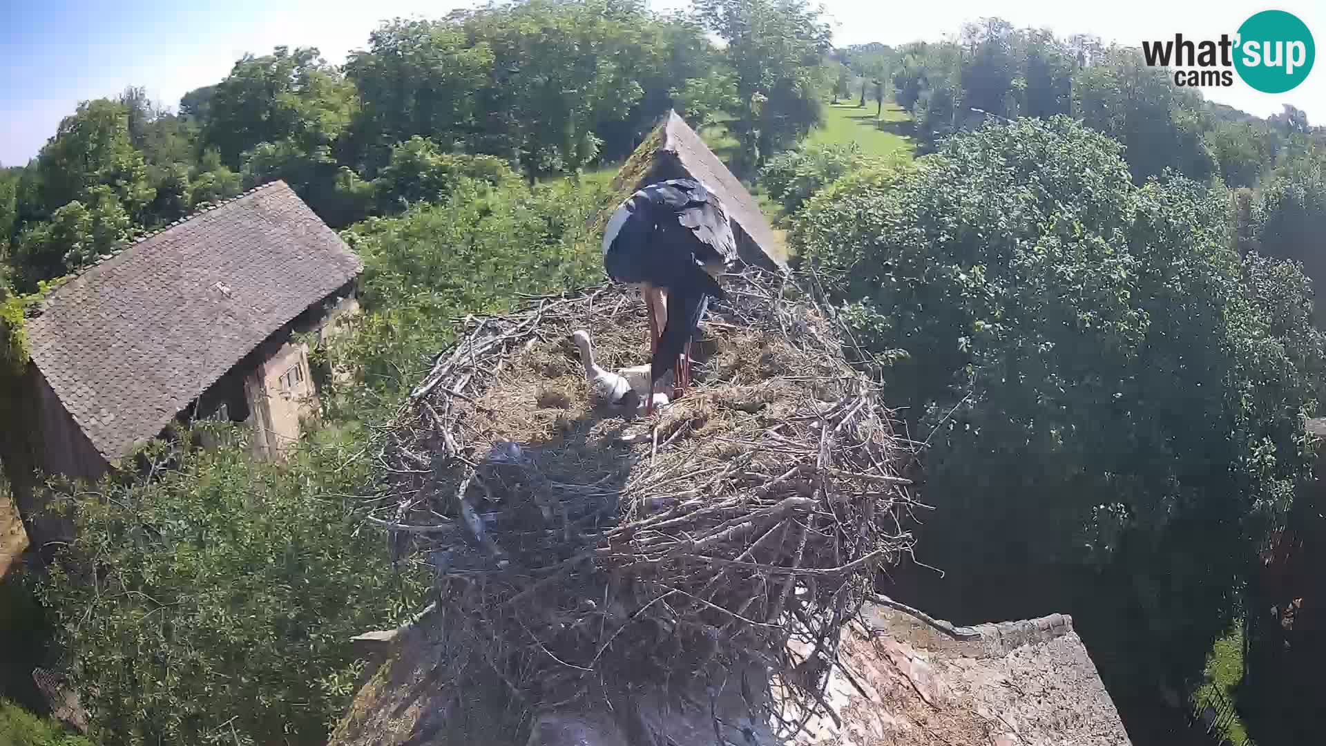 U živo Europsko selo roda – Park prirode Lonjsko polje