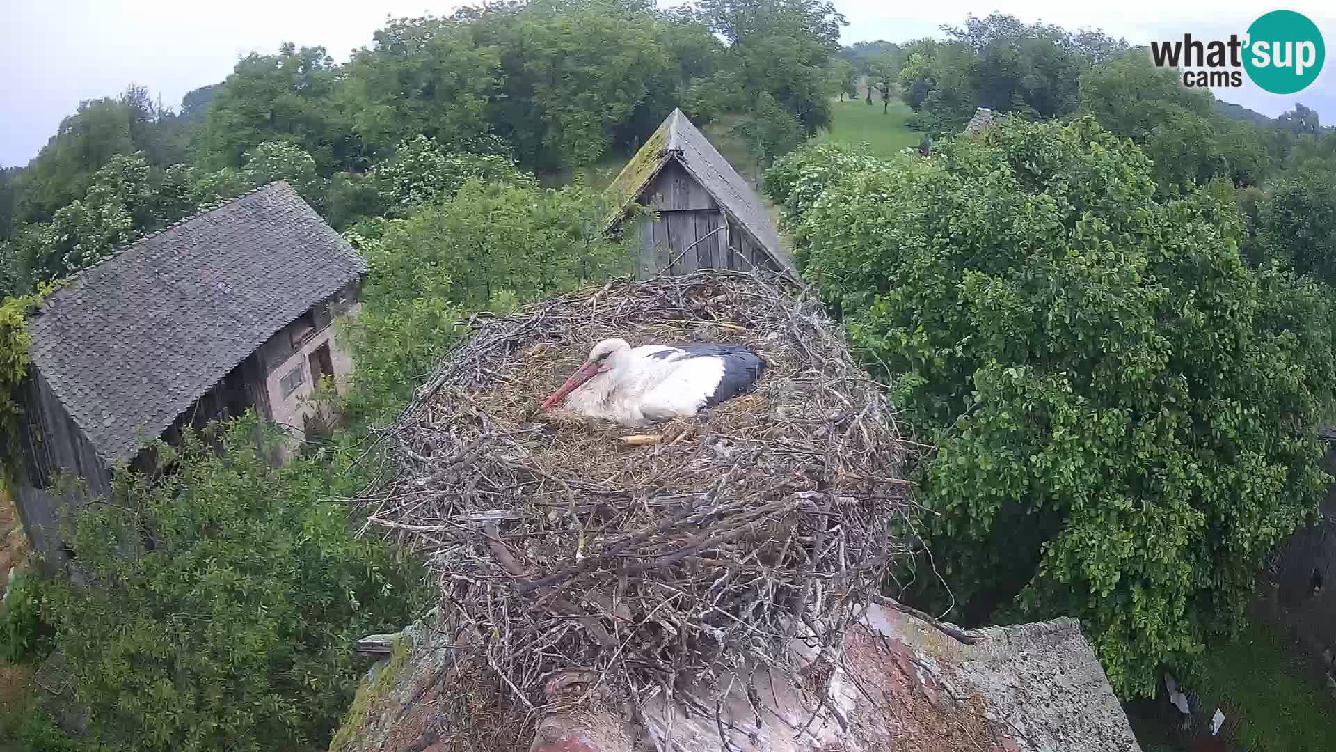 Live webcam European stork village – Lonjsko polje Nature Park