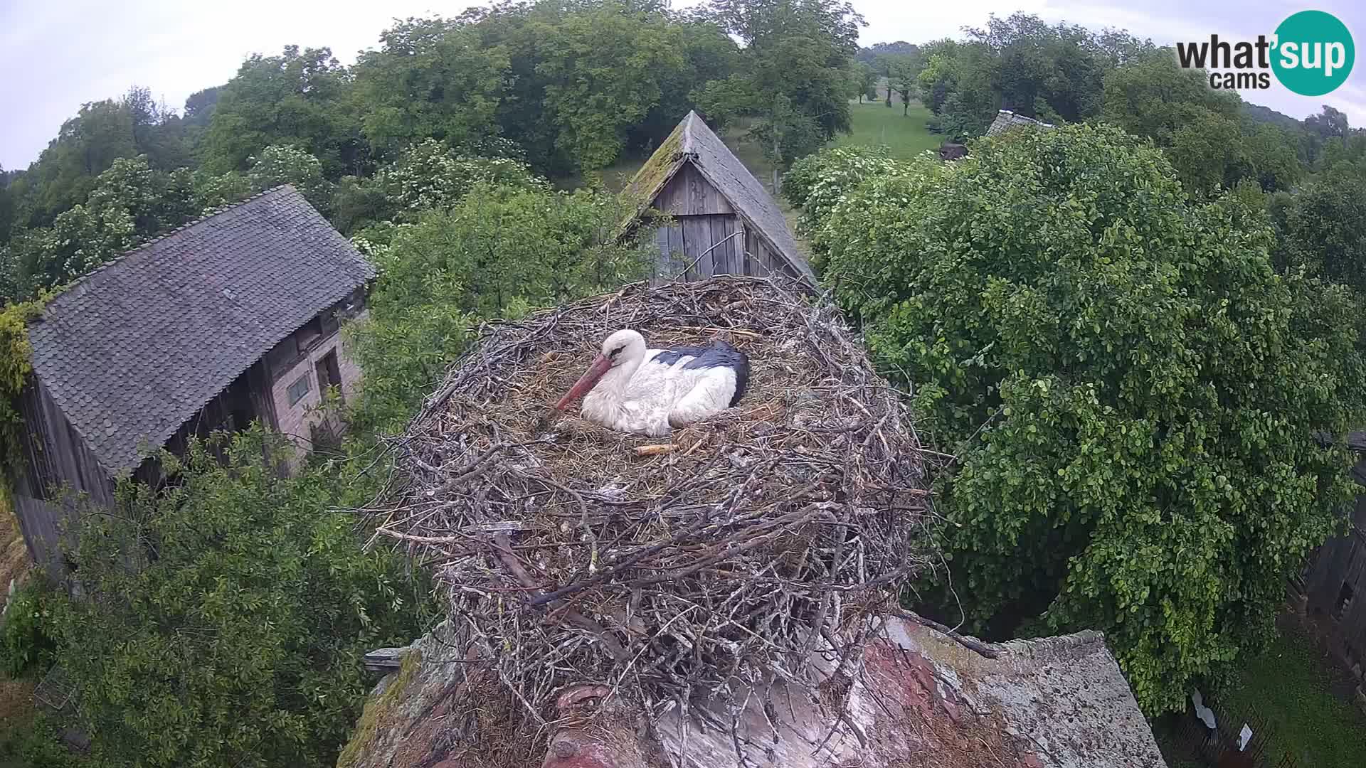 Live webcam European stork village – Lonjsko polje Nature Park