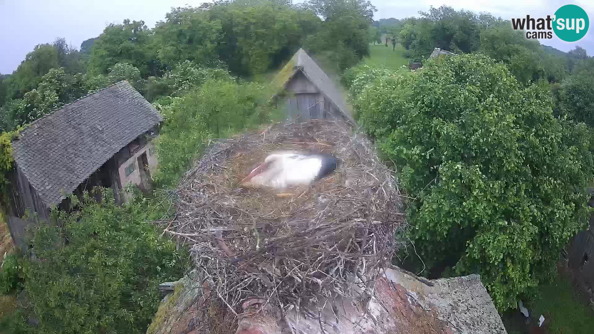 Pueblo europeo de cigüeñas camera en vivo Parque Natural Lonjsko polje