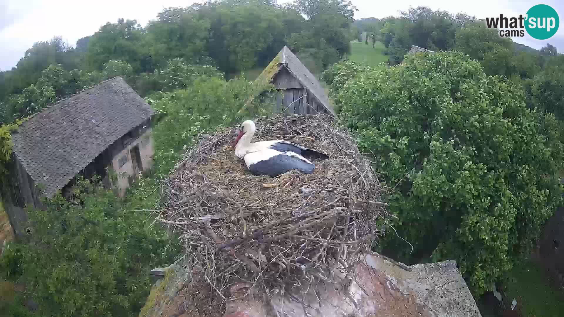 Live webcam European stork village – Lonjsko polje Nature Park