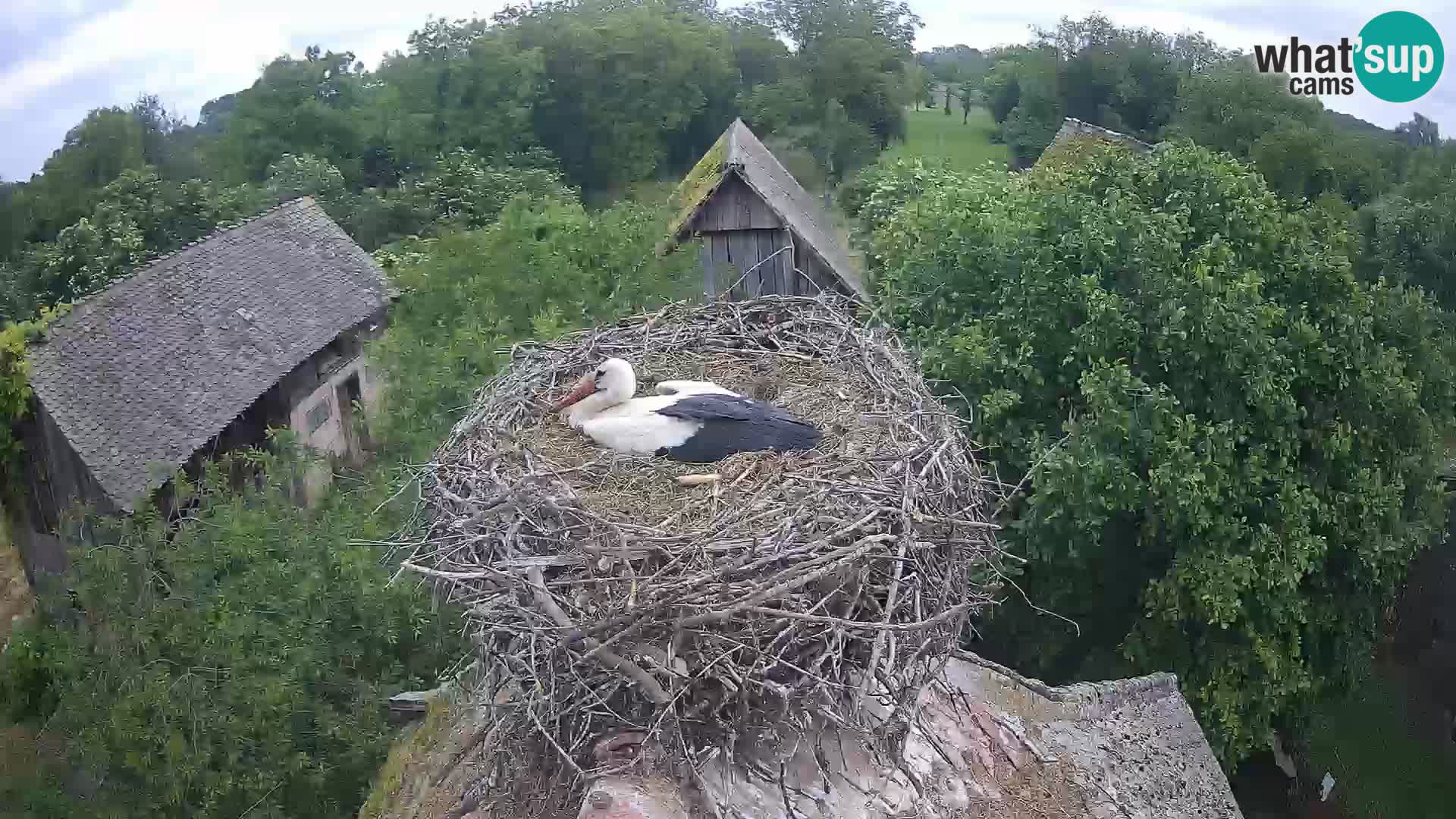 Villaggio delle cicogne europee webcam Parco naturale di Lonjsko polje