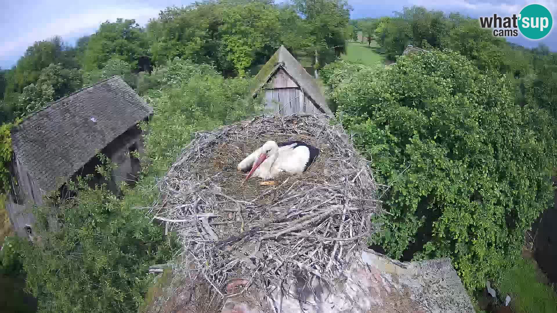 Pueblo europeo de cigüeñas camera en vivo Parque Natural Lonjsko polje