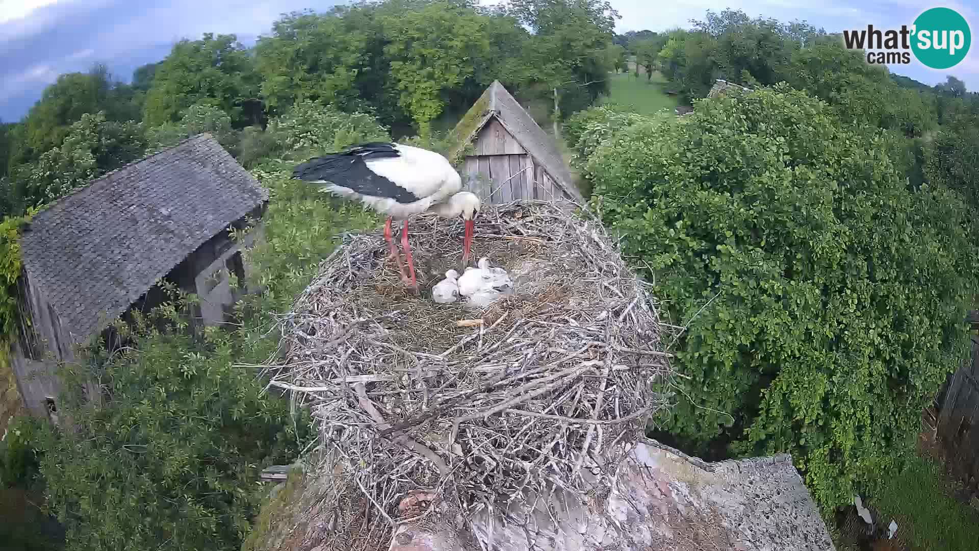 Pueblo europeo de cigüeñas camera en vivo Parque Natural Lonjsko polje