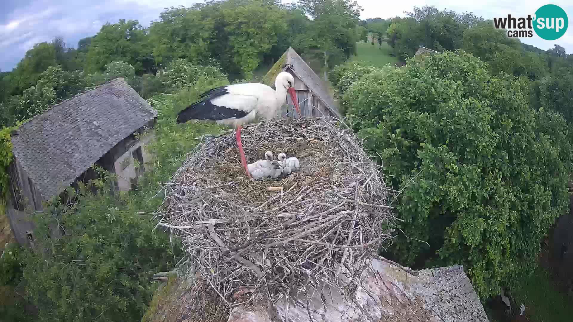 Village européen de cigognes webcam Parc naturel de Lonjsko polje