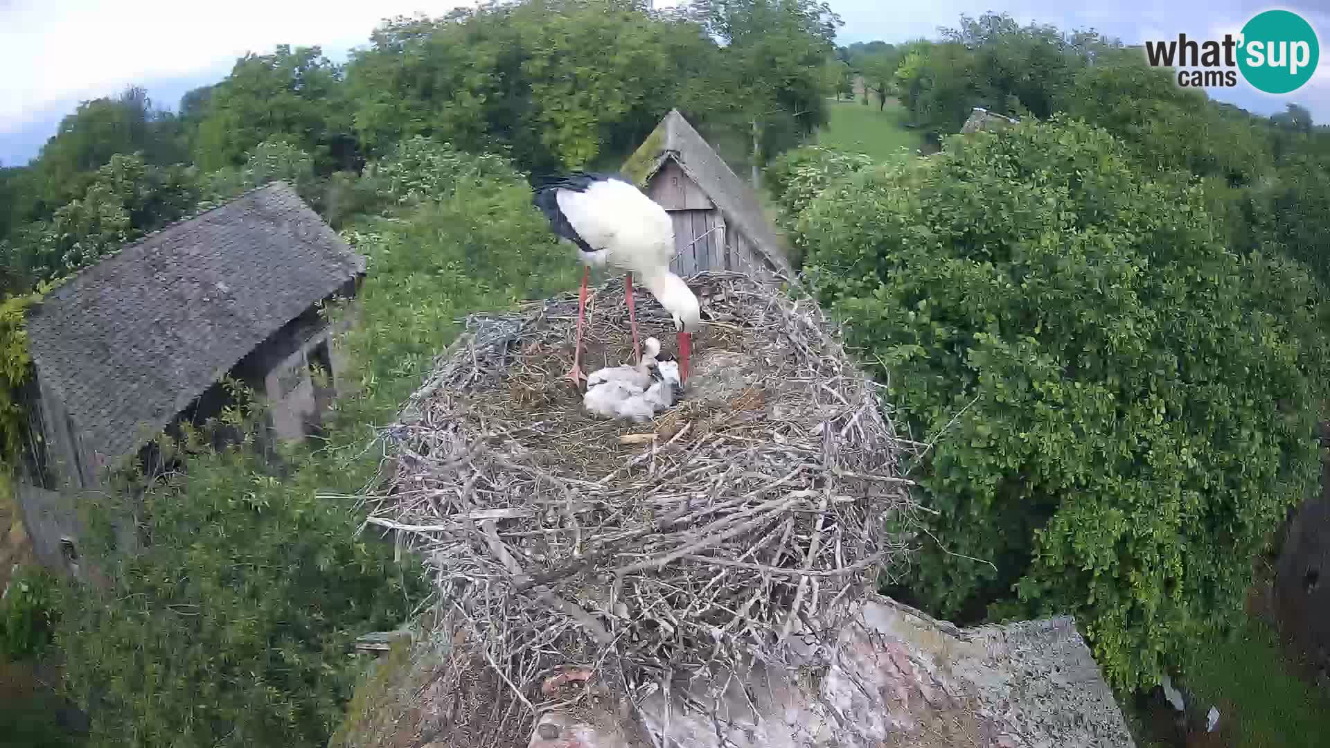 Villaggio delle cicogne europee webcam Parco naturale di Lonjsko polje