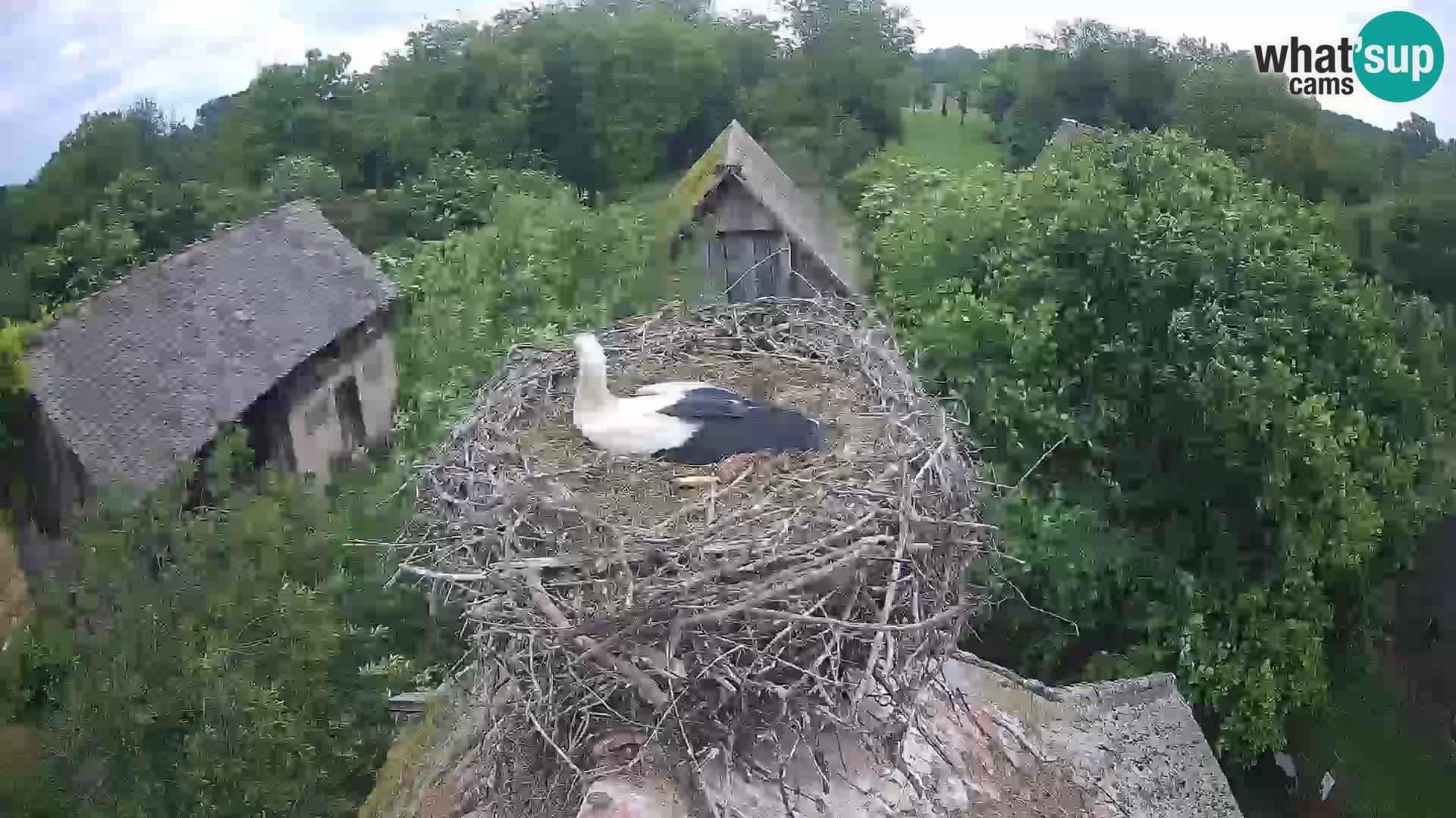 Villaggio delle cicogne europee webcam Parco naturale di Lonjsko polje