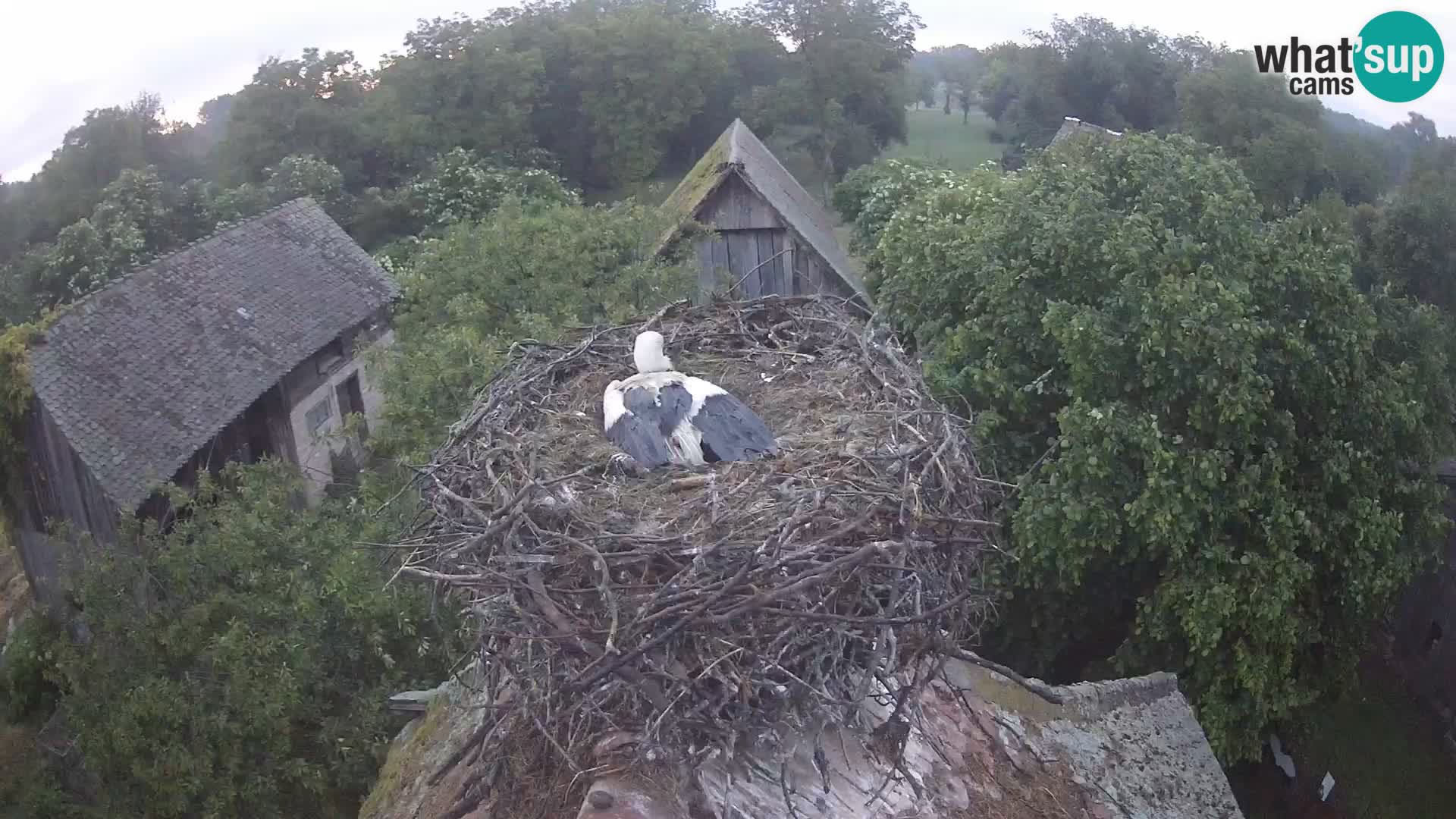Live webcam European stork village – Lonjsko polje Nature Park