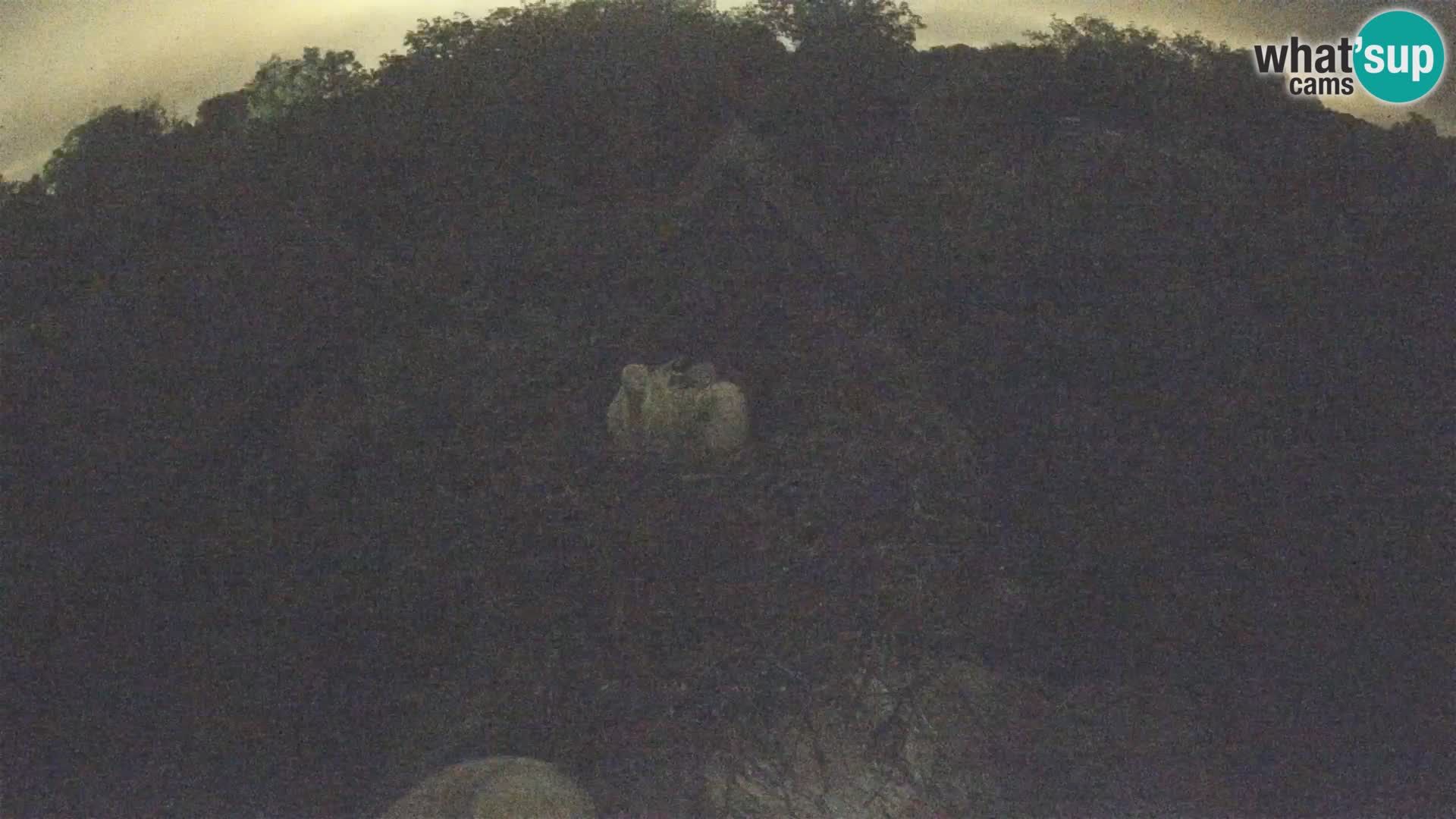 Live webcam European stork village – Lonjsko polje Nature Park