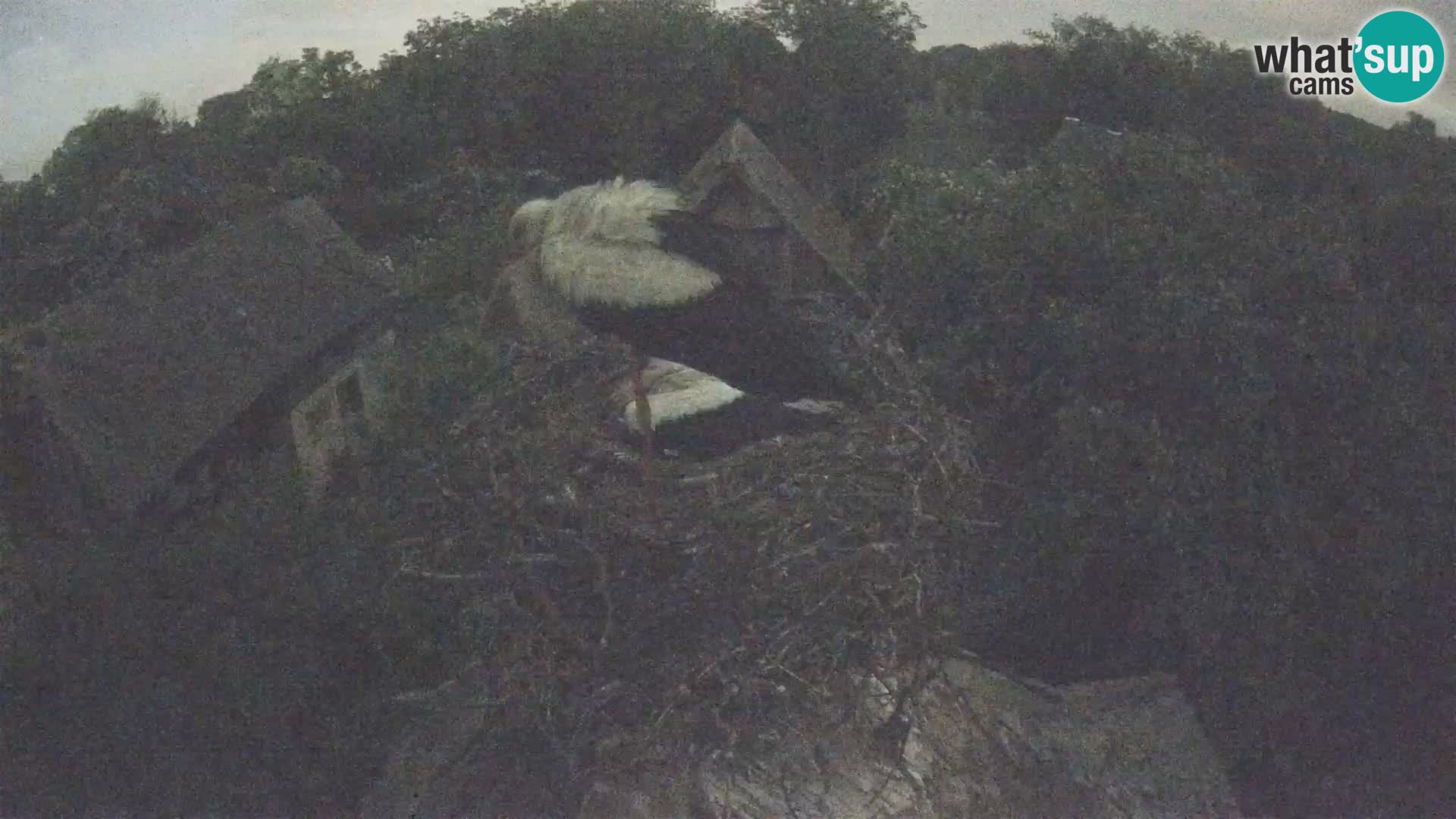 Villaggio delle cicogne europee webcam Parco naturale di Lonjsko polje