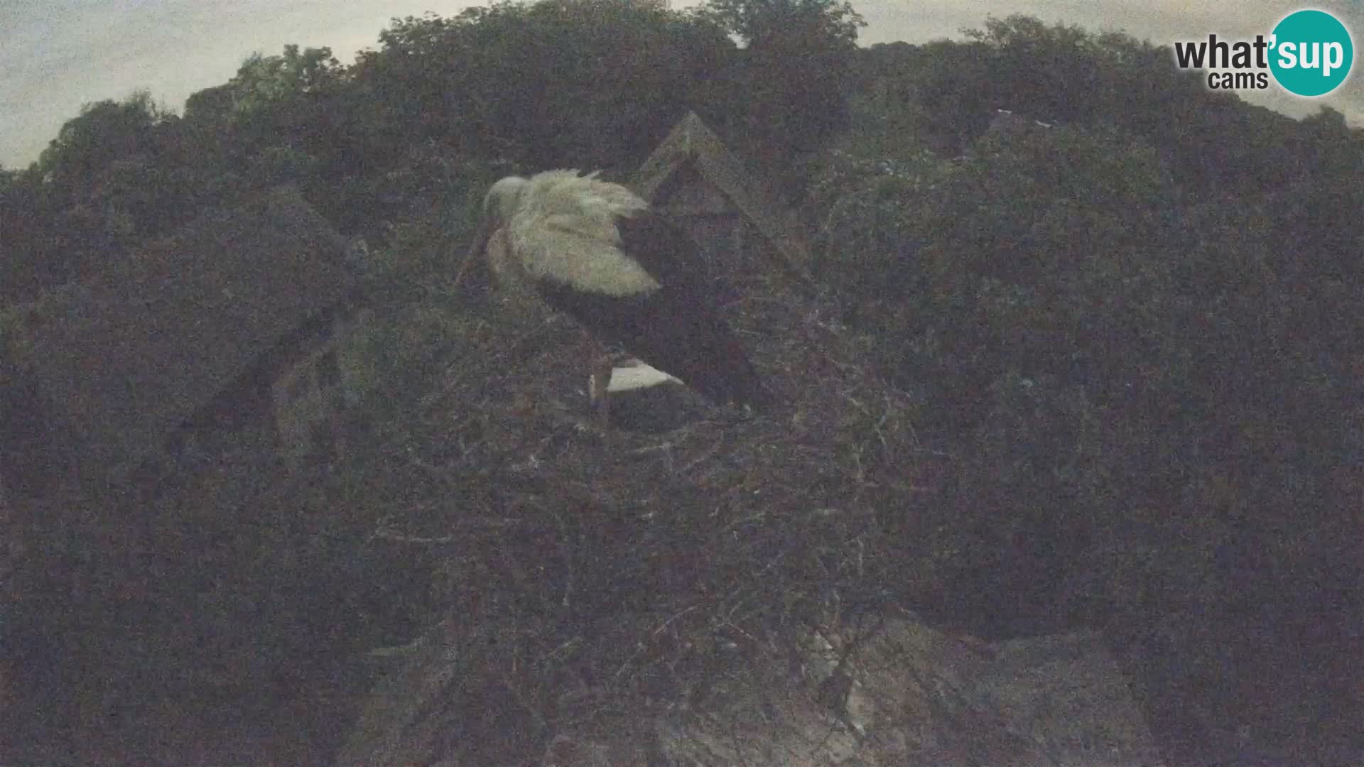 Webcam Europäisches Storchendorf – Naturpark Lonjsko polje