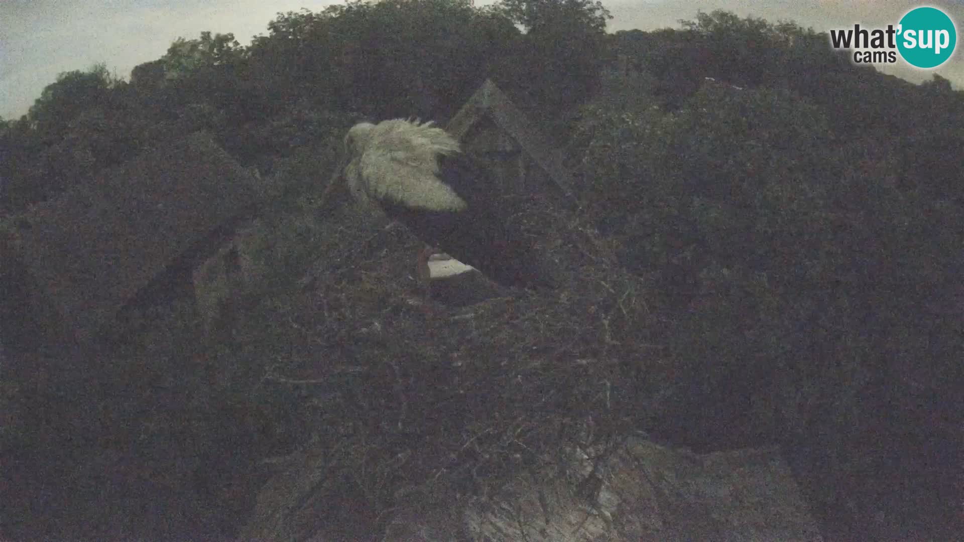 Live webcam European stork village – Lonjsko polje Nature Park