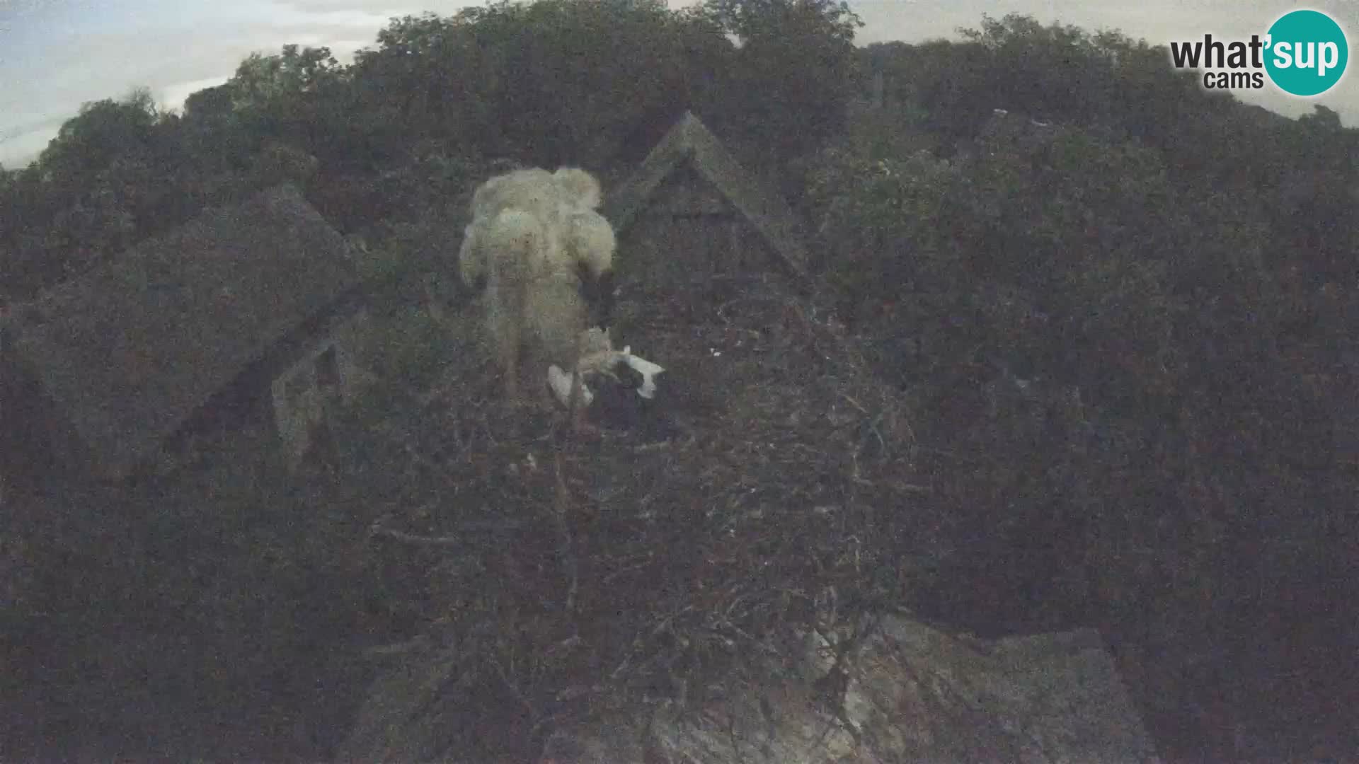 Evropska vas štorklje – Krajinski park Lonjsko polje spletna kamera