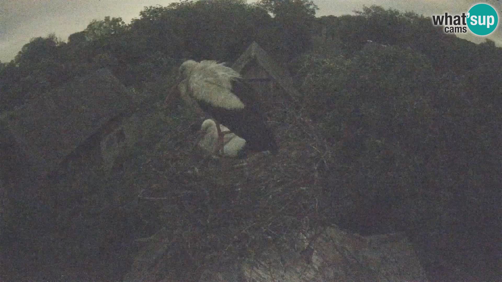 U živo Europsko selo roda – Park prirode Lonjsko polje