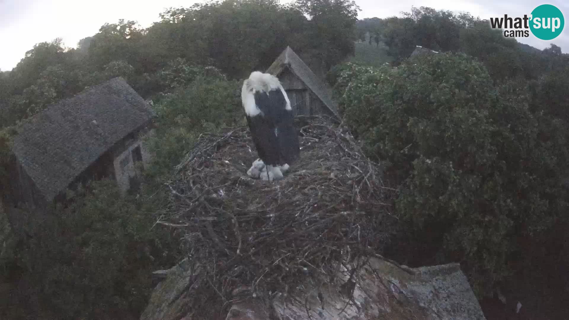 Live webcam European stork village – Lonjsko polje Nature Park
