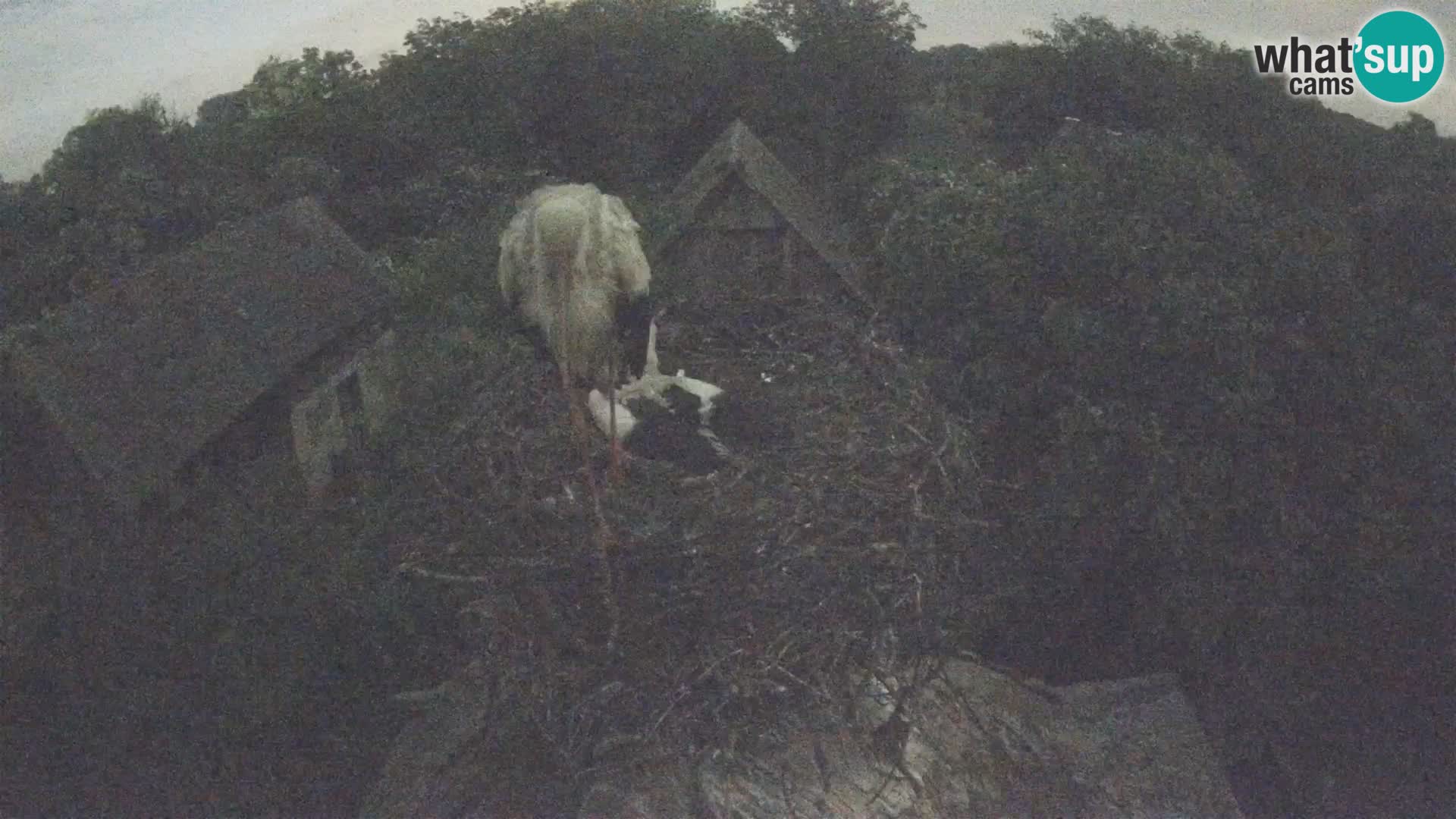 Villaggio delle cicogne europee webcam Parco naturale di Lonjsko polje