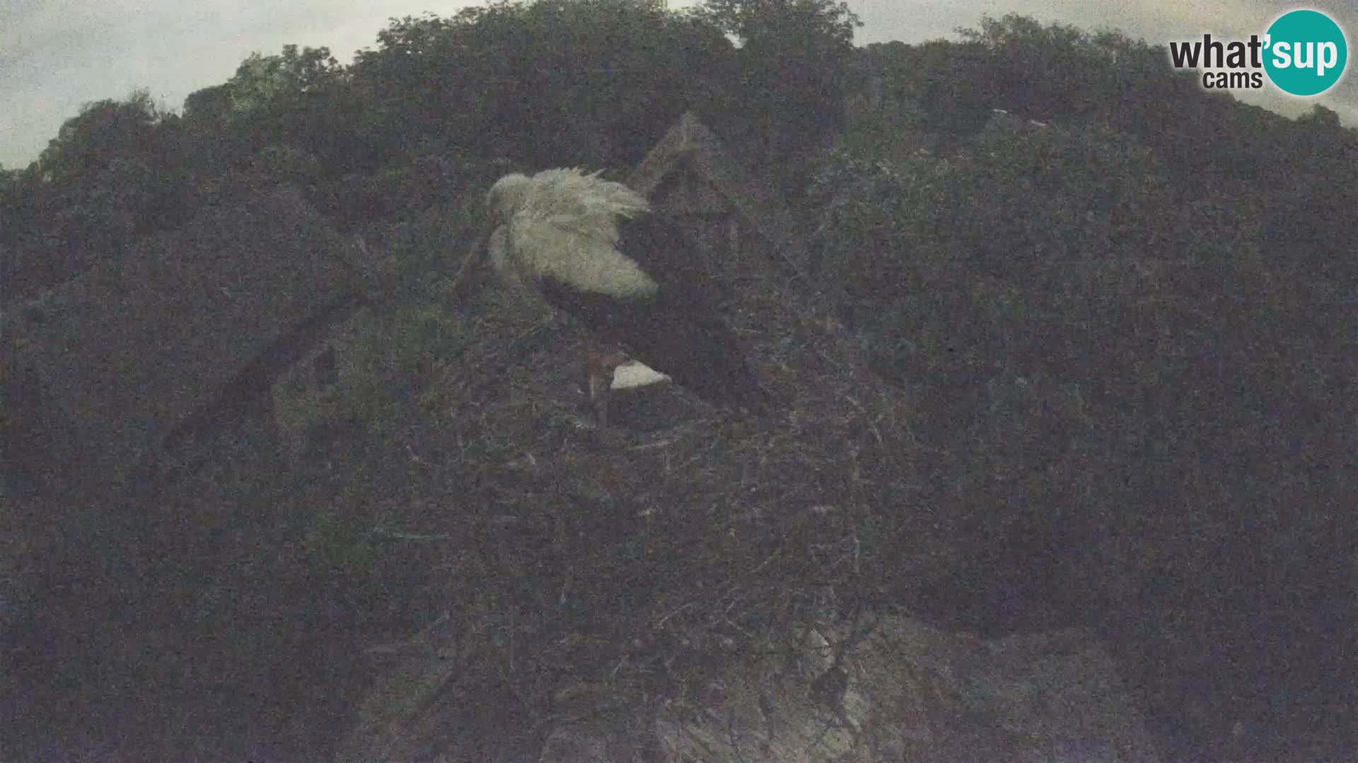 Pueblo europeo de cigüeñas camera en vivo Parque Natural Lonjsko polje