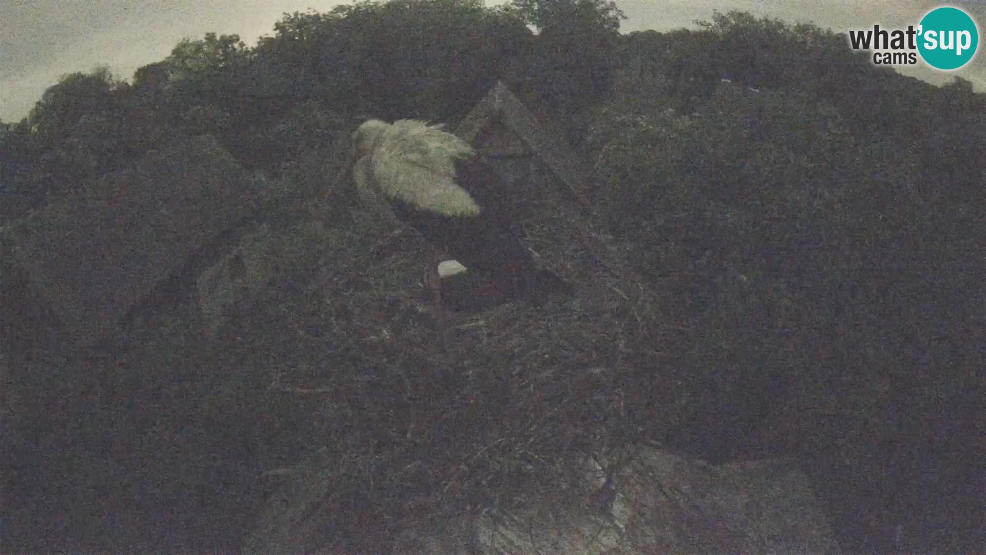 Webcam Europäisches Storchendorf – Naturpark Lonjsko polje
