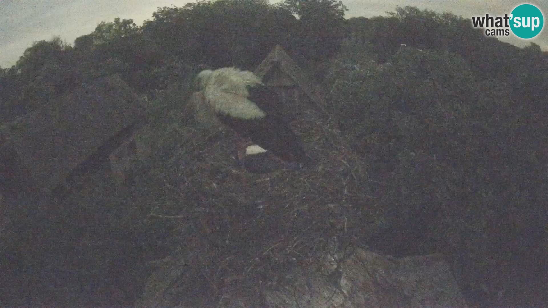 Webcam Europäisches Storchendorf – Naturpark Lonjsko polje