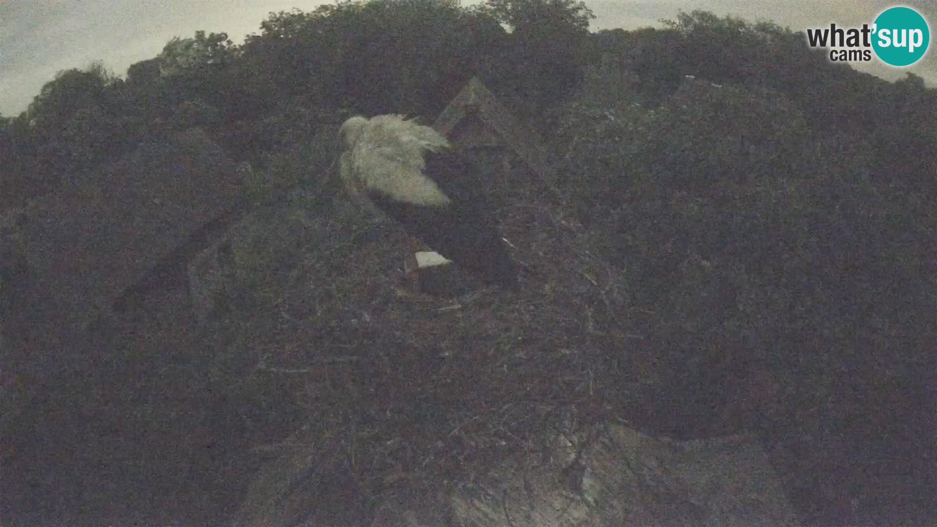 Villaggio delle cicogne europee webcam Parco naturale di Lonjsko polje