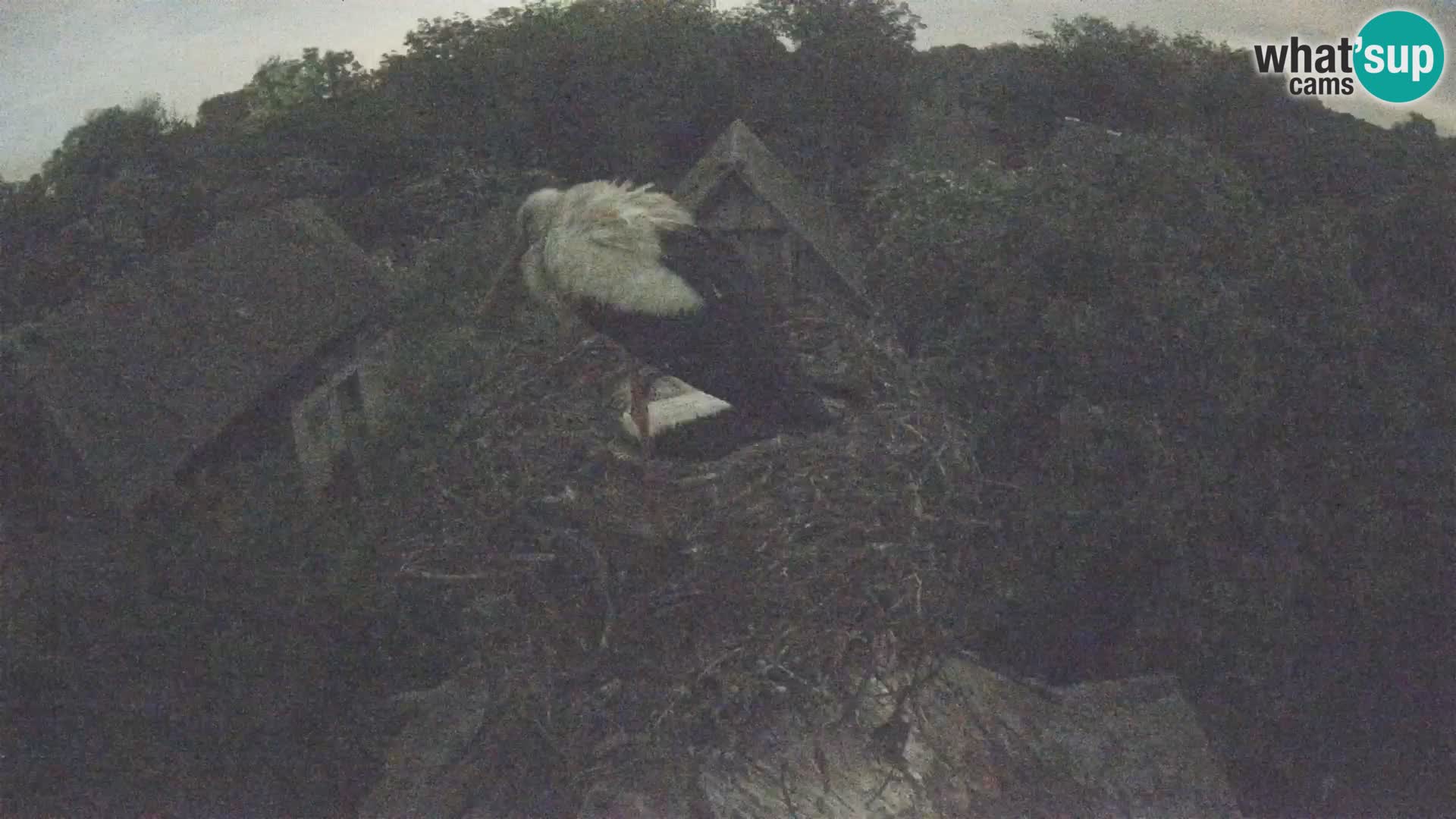 Villaggio delle cicogne europee webcam Parco naturale di Lonjsko polje
