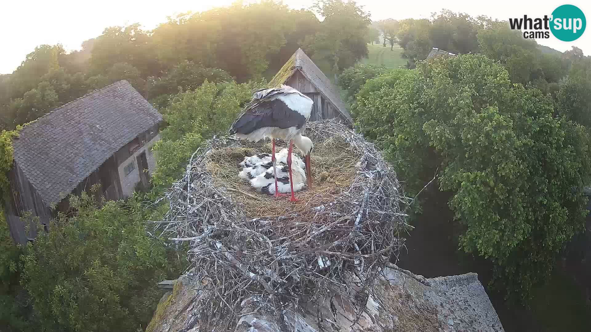 U živo Europsko selo roda – Park prirode Lonjsko polje
