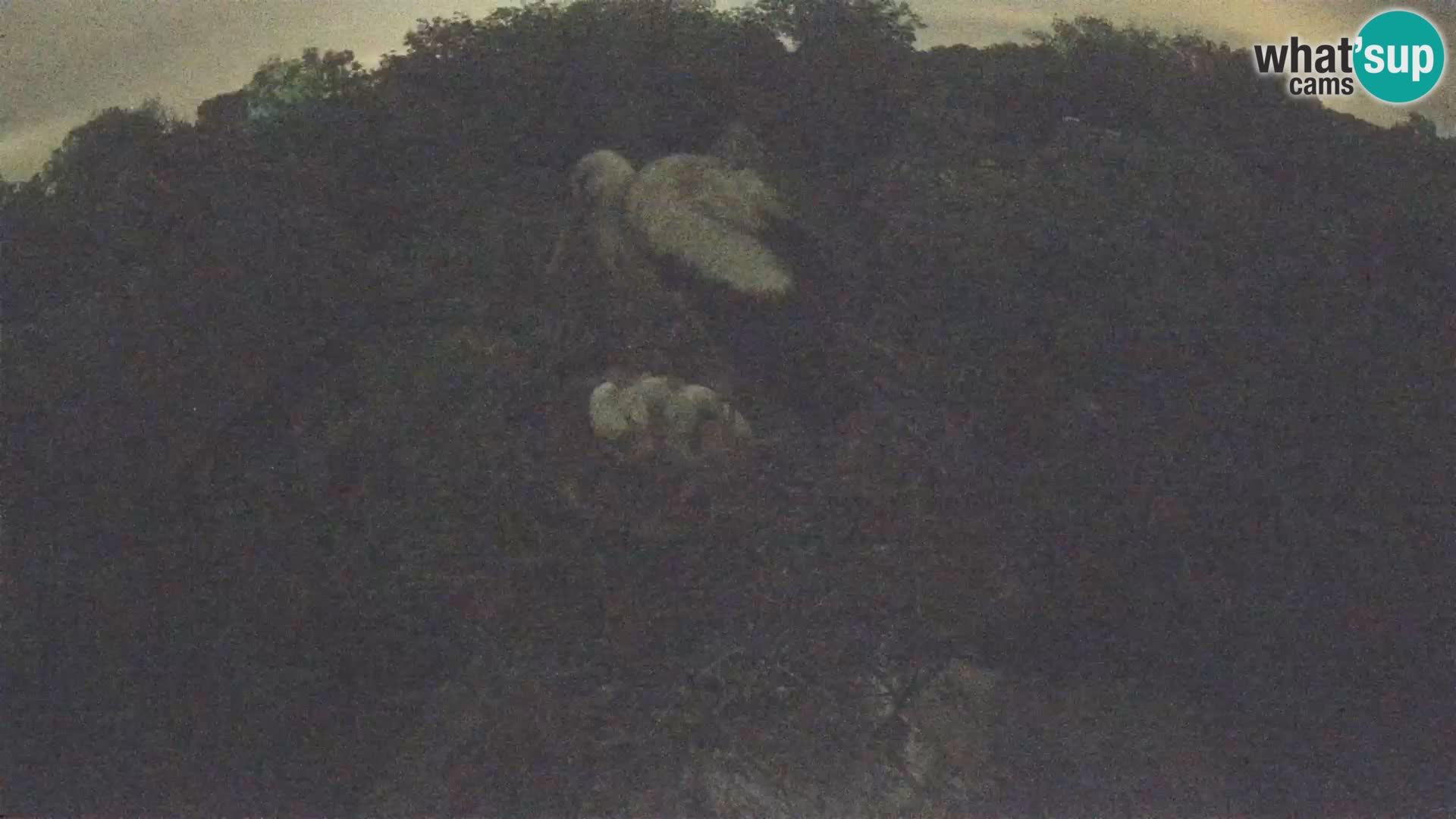 Webcam Europäisches Storchendorf – Naturpark Lonjsko polje